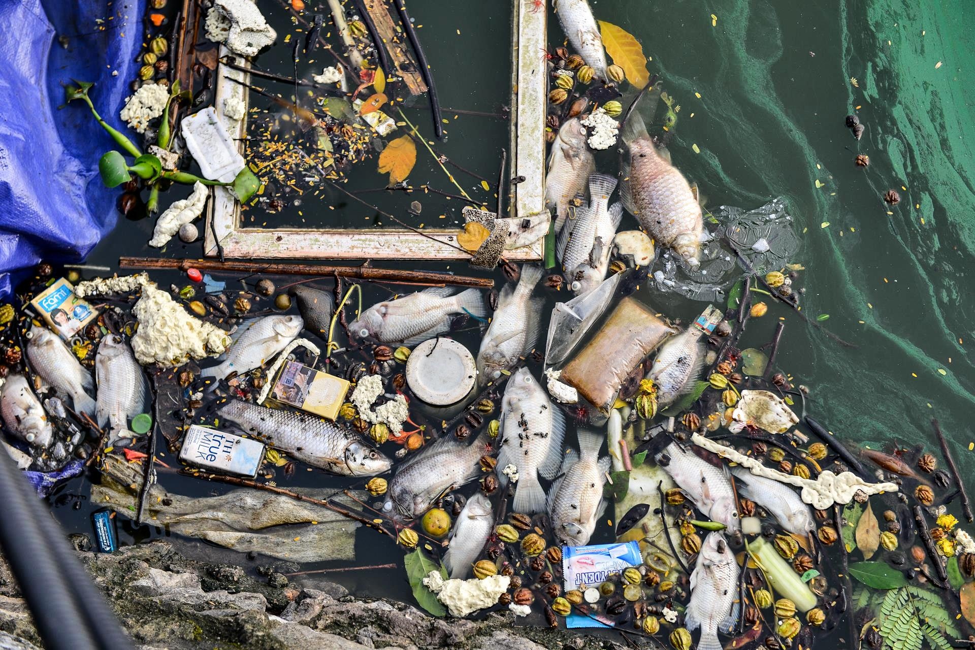 Ca chet o Ho Tay anh 2