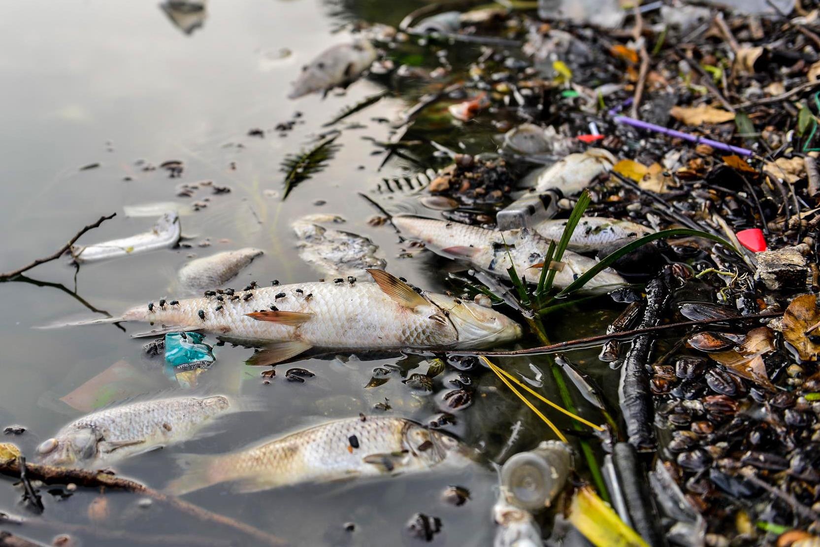 Ca chet o Ho Tay anh 4