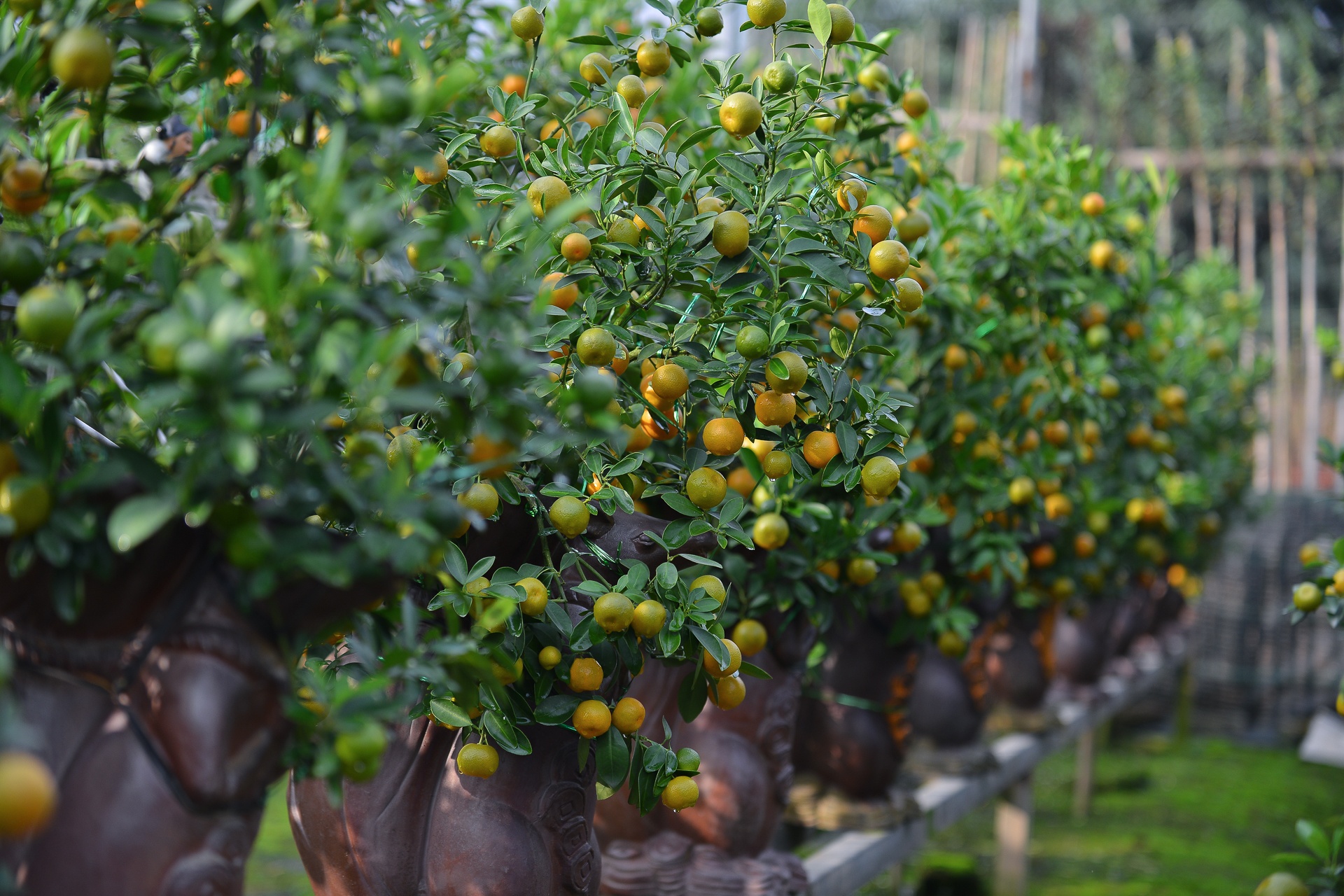 Quat 'thang tien' choi tet gia hang chuc trieu o Ha Noi anh 8