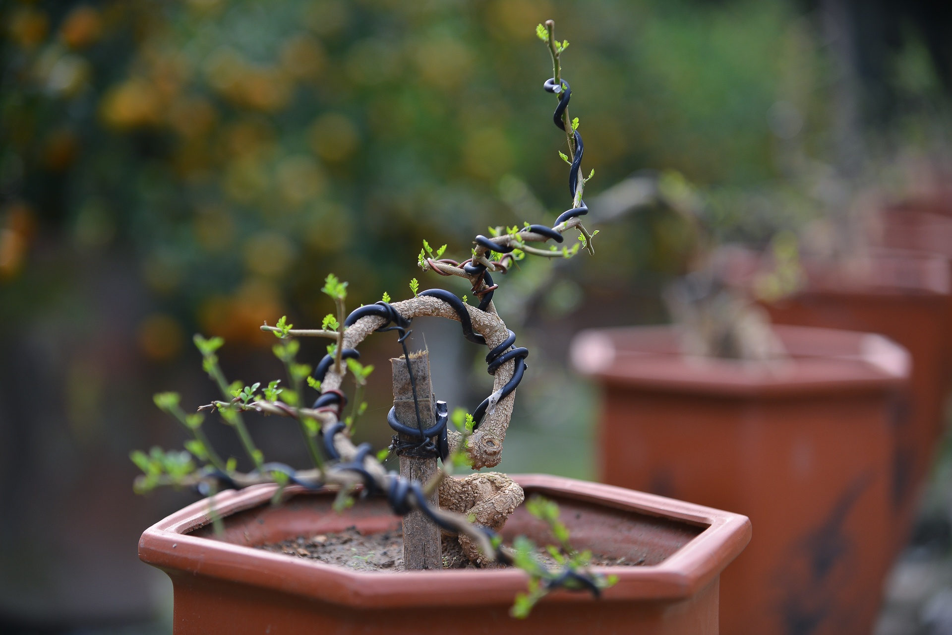 Quat 'thang tien' choi tet gia hang chuc trieu o Ha Noi anh 6
