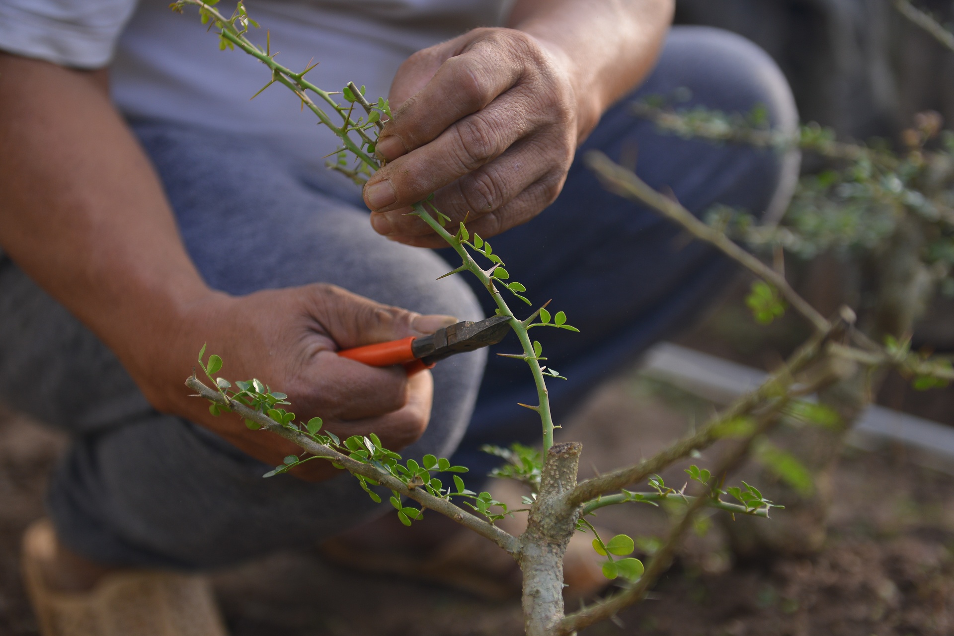 Quat 'thang tien' choi tet gia hang chuc trieu o Ha Noi anh 7