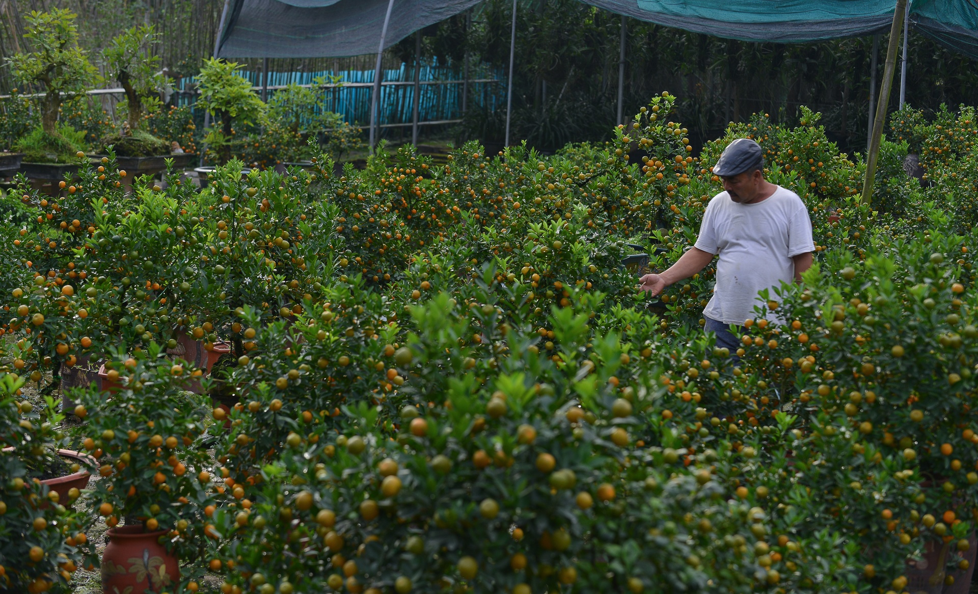 Quat 'thang tien' choi tet gia hang chuc trieu o Ha Noi anh 1