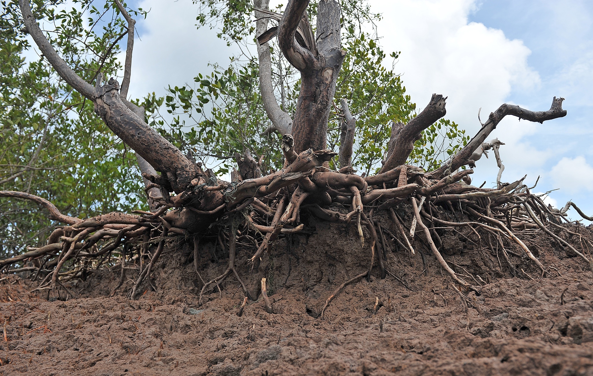 Song bien danh sat lo Dat Mui Ca Mau anh 4