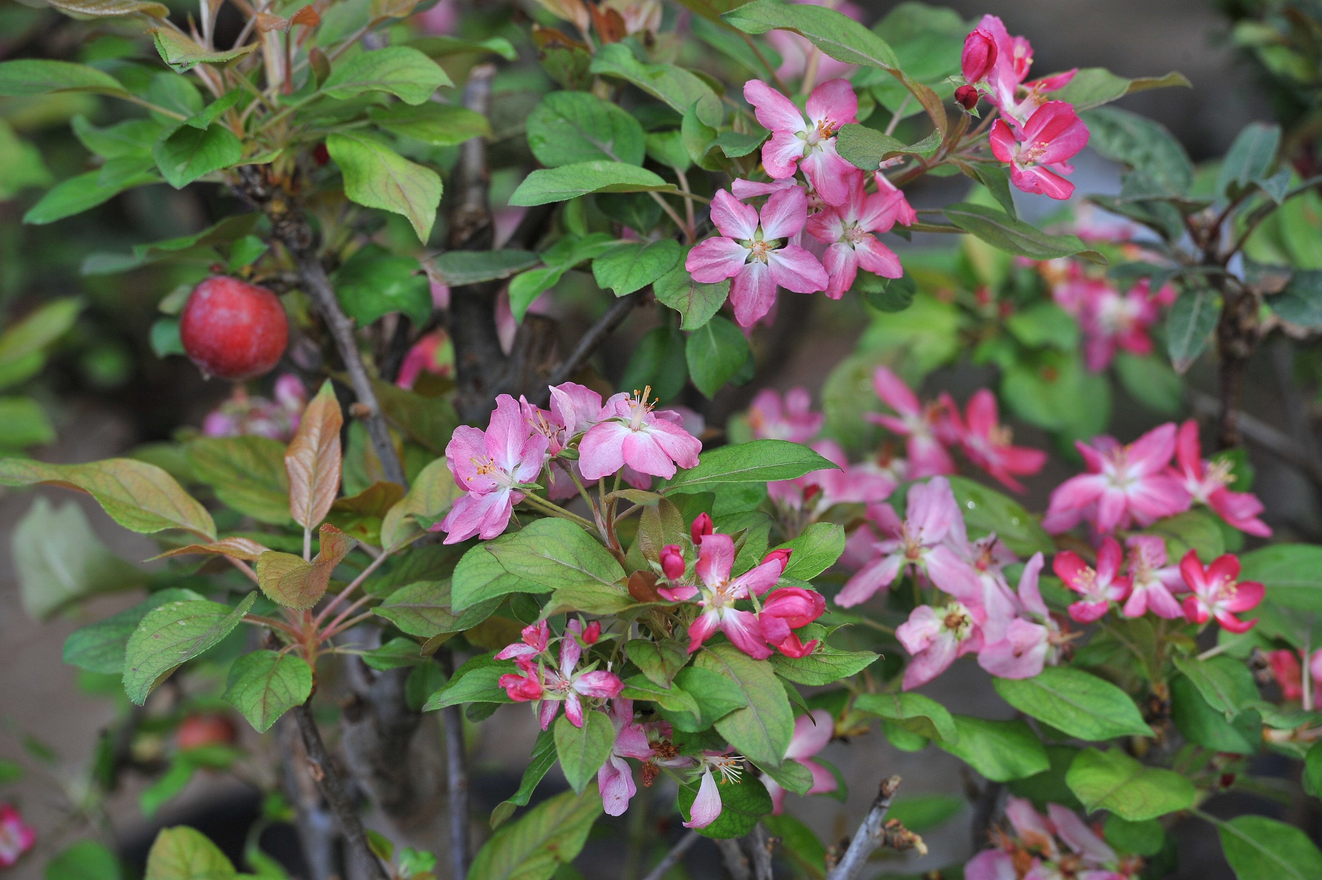 Trai cay doc la o Hoi cho nong nghiep quoc te DBSCL anh 3