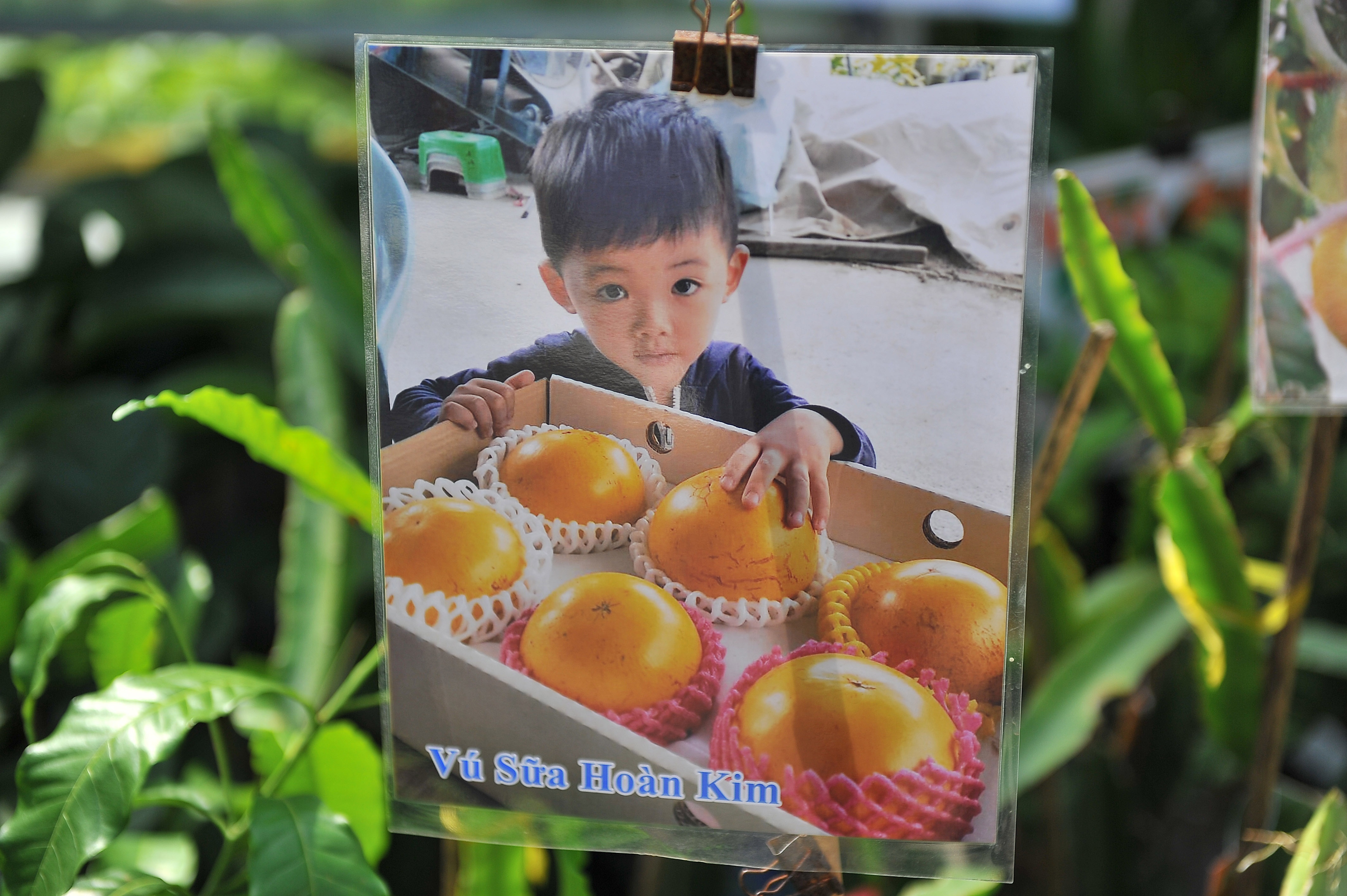 Nhieu cay trai doc la tai hoi cho nong nghiep quoc te o Can Tho hinh anh