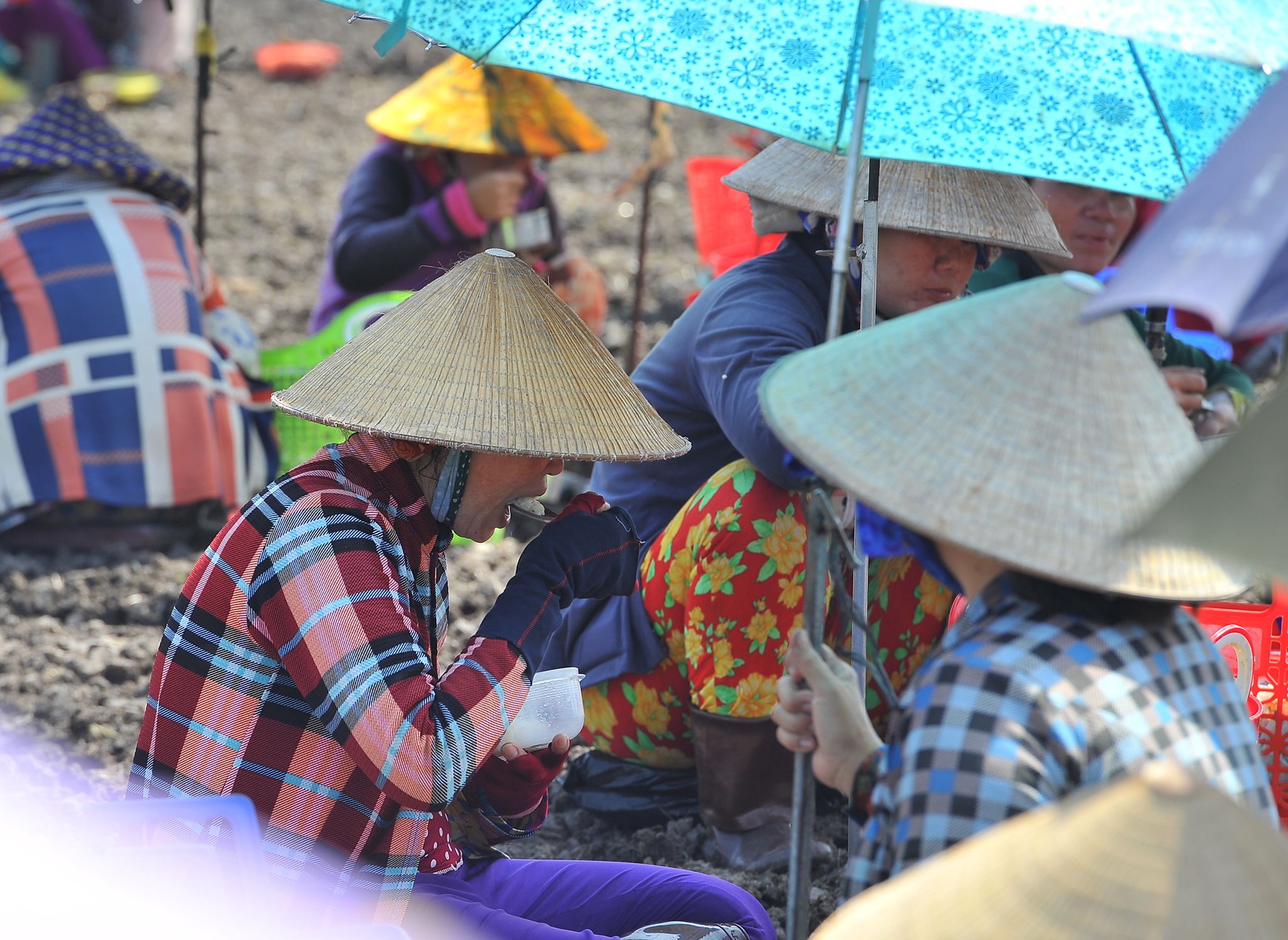 Tram nguoi che du trong kieu tet o mien Tay,  trong kieu tet o Kien Giang anh 10