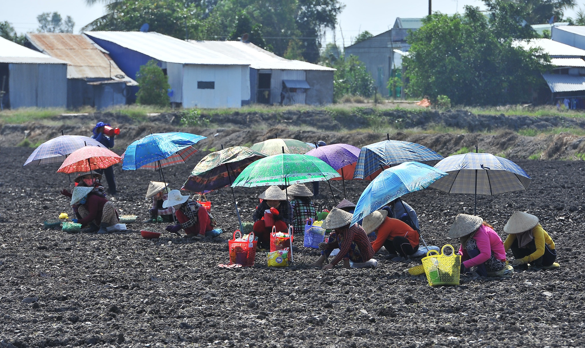 Tram nguoi che du trong kieu tet o mien Tay,  trong kieu tet o Kien Giang anh 12