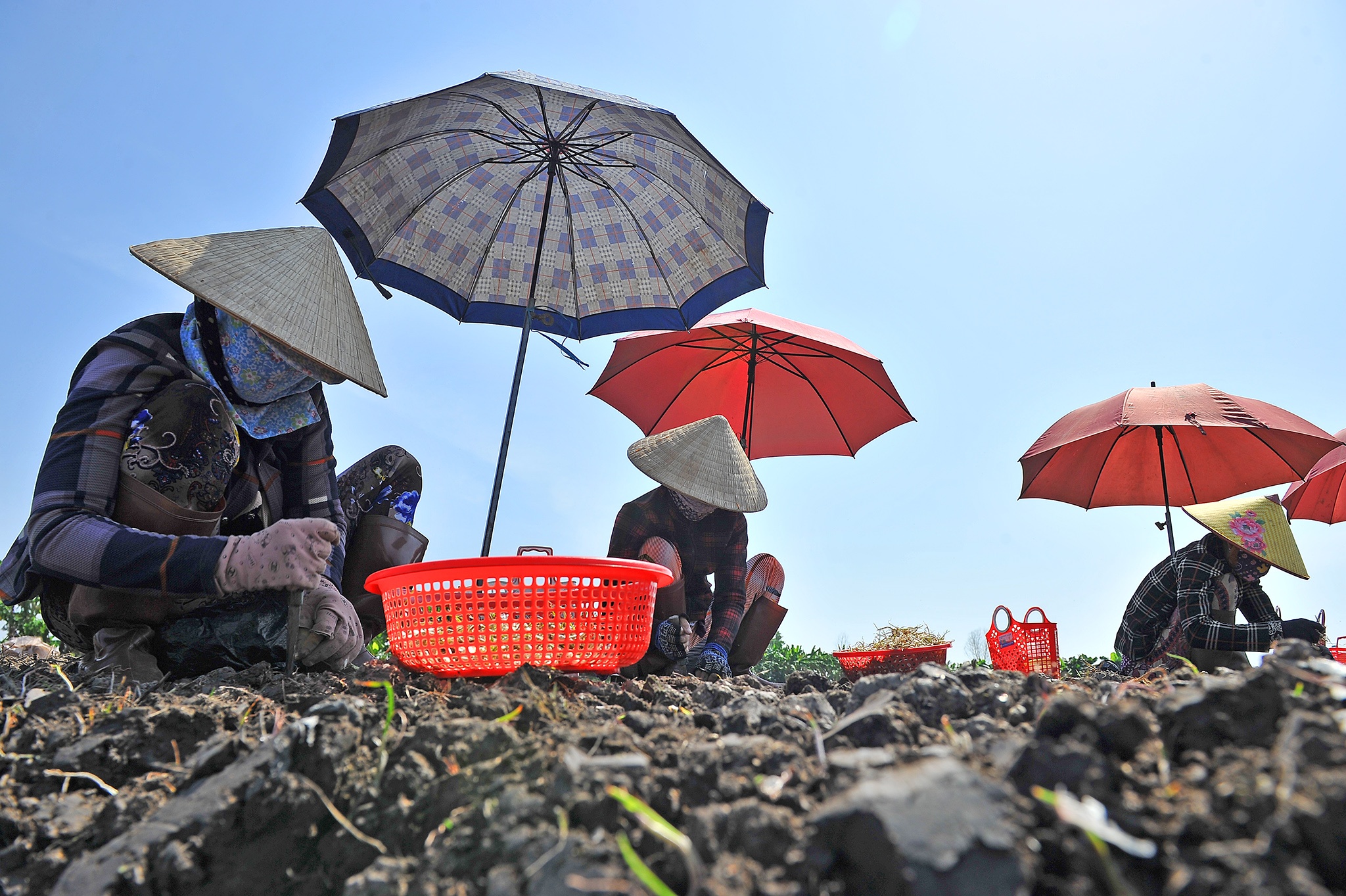 Tram nguoi che du trong kieu tet o mien Tay,  trong kieu tet o Kien Giang anh 2