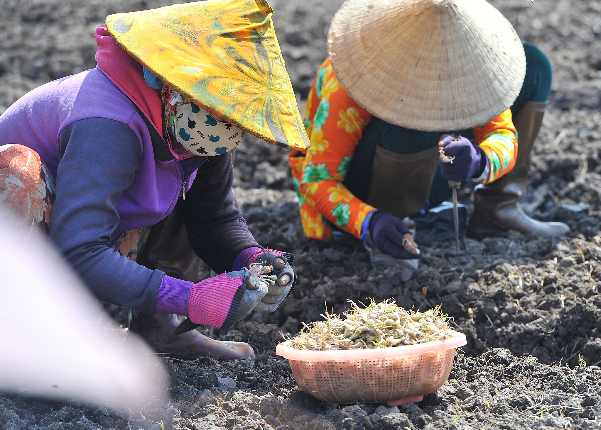 Tram nguoi che du trong kieu tet o mien Tay,  trong kieu tet o Kien Giang anh 3