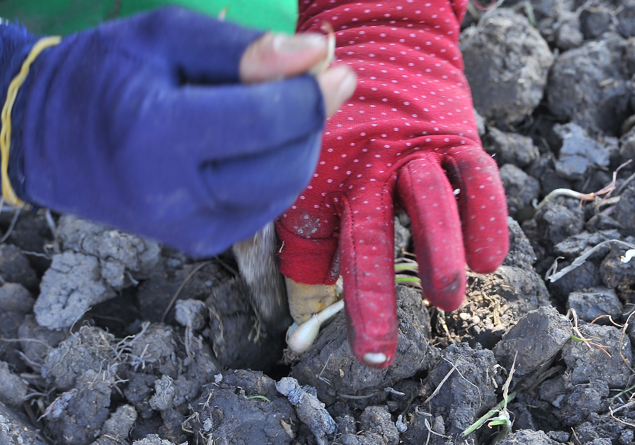 Tram nguoi che du trong kieu tet o mien Tay,  trong kieu tet o Kien Giang anh 4