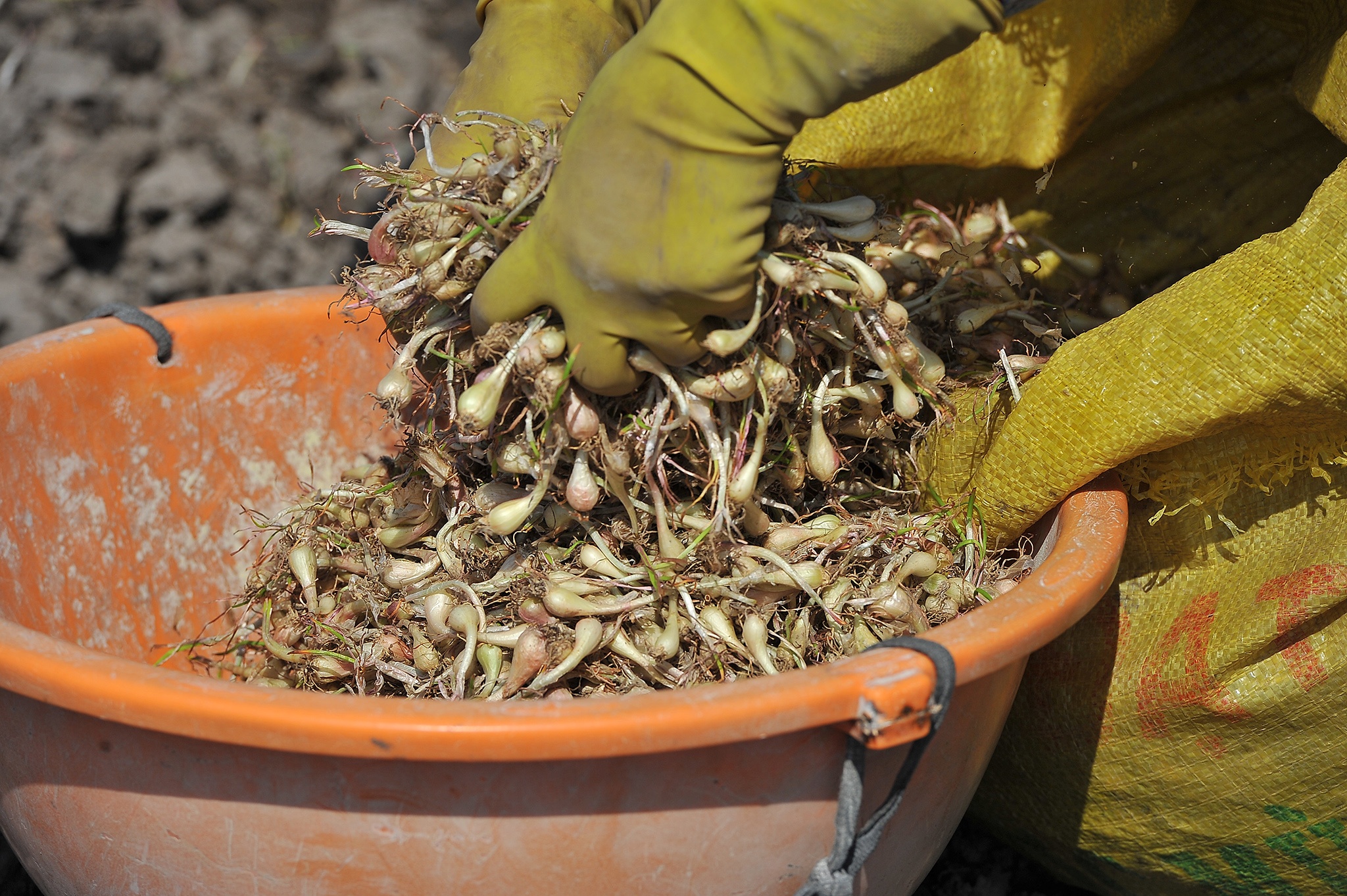 Tram nguoi che du trong kieu tet o mien Tay,  trong kieu tet o Kien Giang anh 5