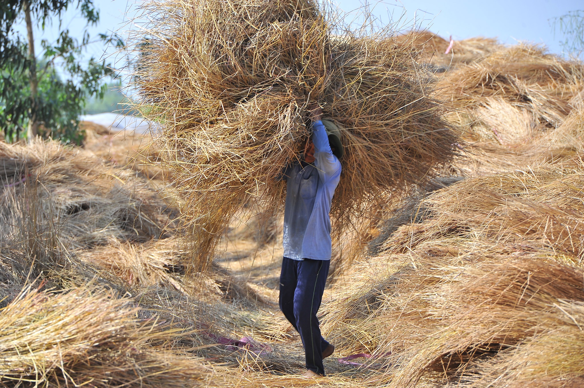 Tram nguoi che du trong kieu tet o mien Tay,  trong kieu tet o Kien Giang anh 6