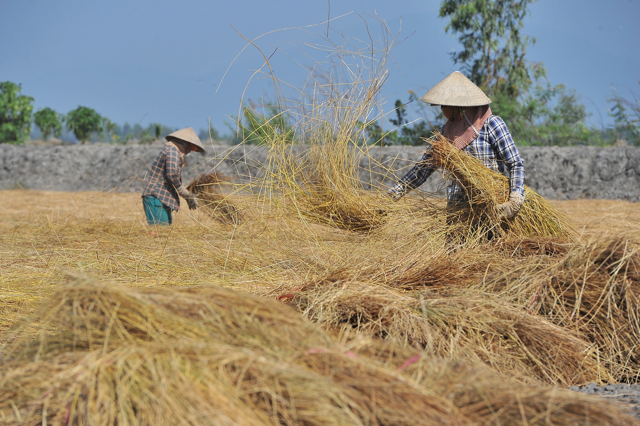 Tram nguoi che du trong kieu tet o mien Tay,  trong kieu tet o Kien Giang anh 7