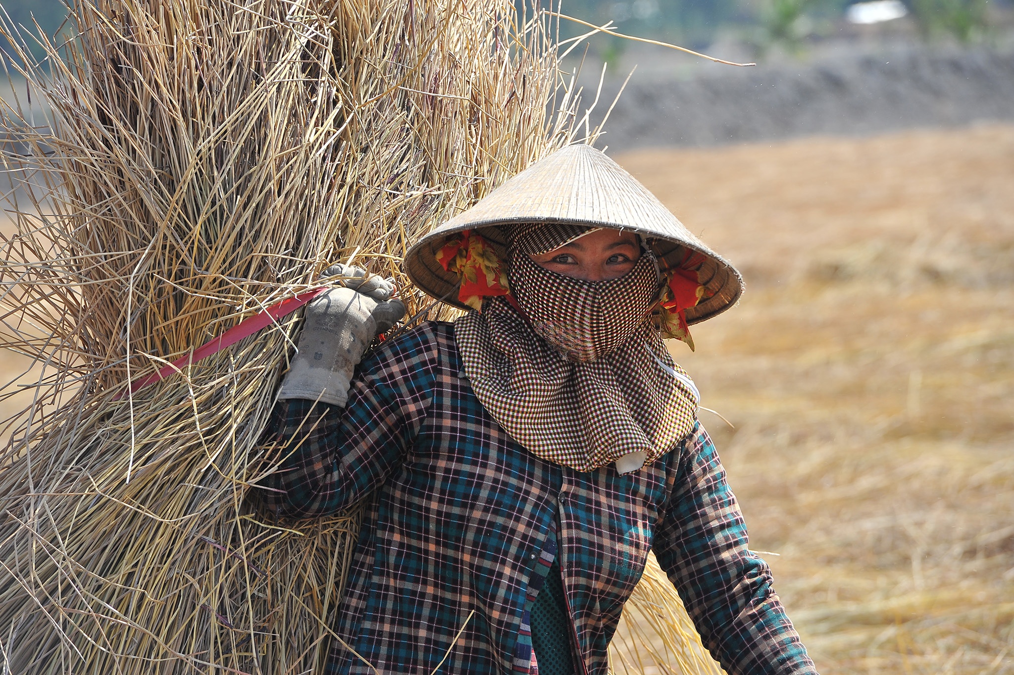 Tram nguoi che du trong kieu tet o mien Tay,  trong kieu tet o Kien Giang anh 8