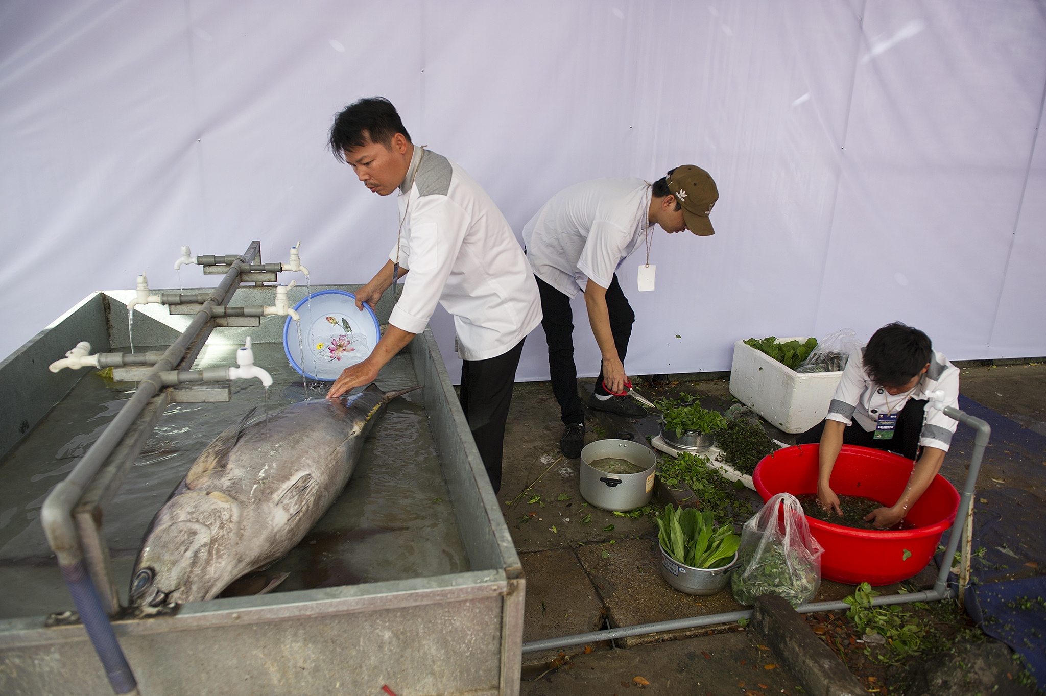 Trinh dien mo ca ngu dai duong cham mu tat an tuoi anh 2