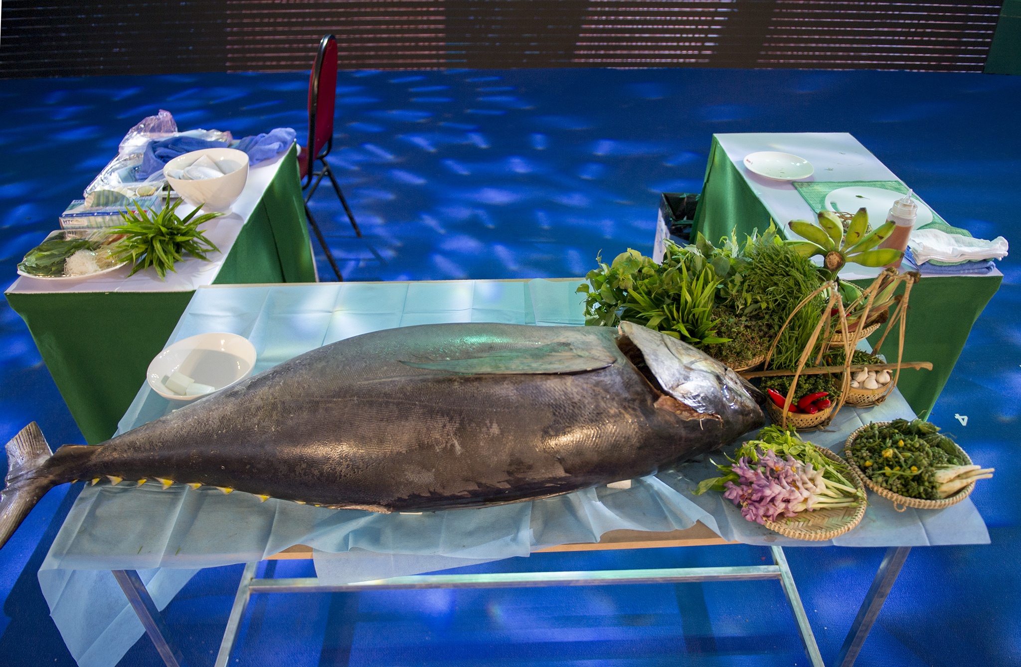 Trinh dien mo ca ngu dai duong cham mu tat an tuoi anh 4