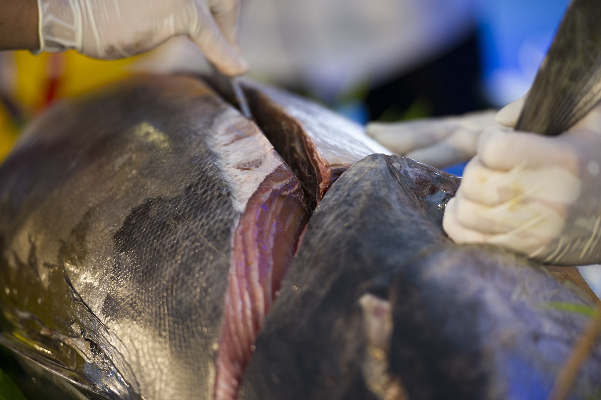 Trinh dien mo ca ngu dai duong cham mu tat an tuoi anh 6