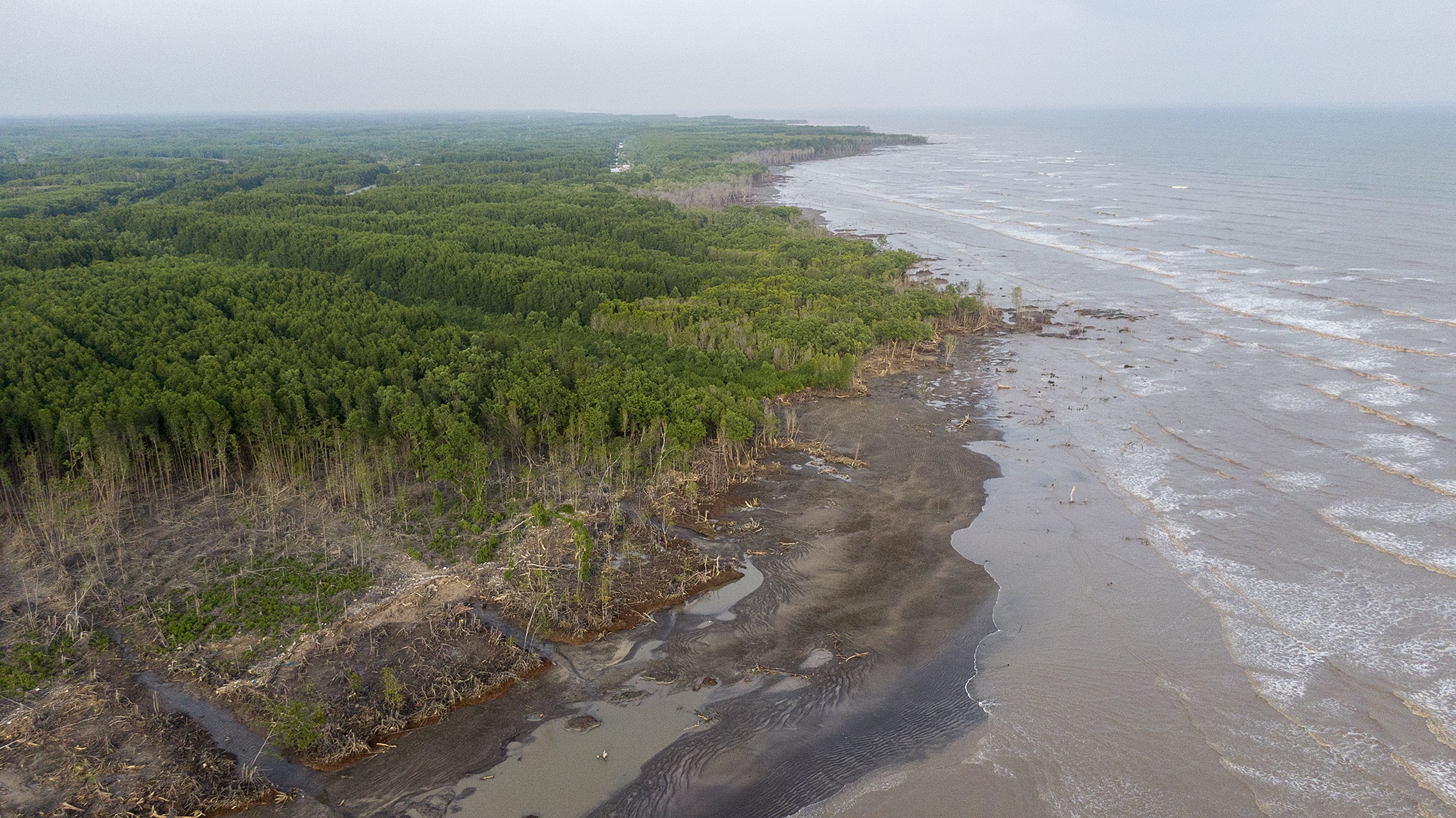 Rừng phòng hộ Cà Mau bị chặt phá ảnh 12 Rung phong ho Ca Mau bi chat pha anh 12