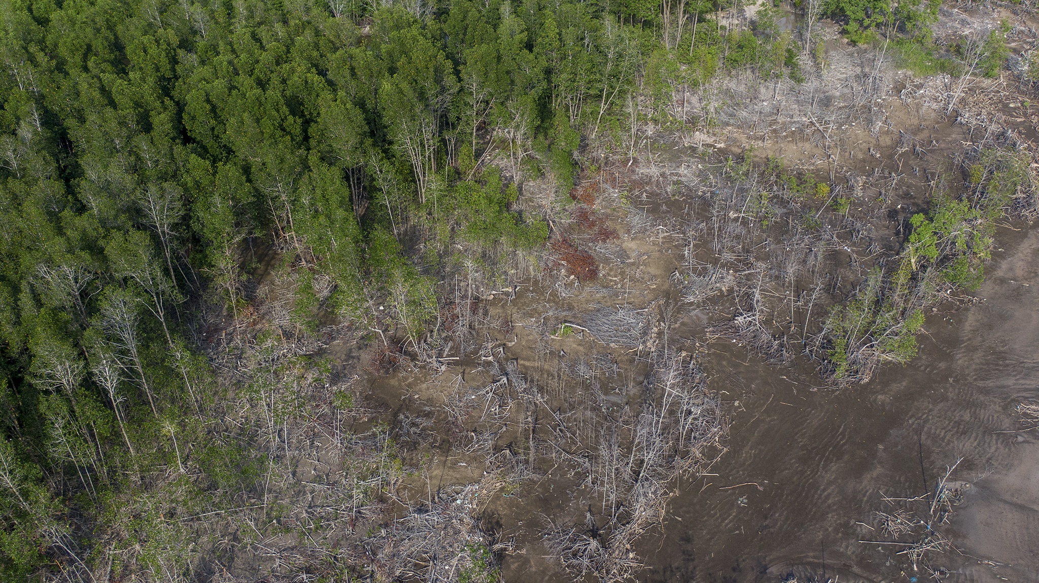 Rừng phòng hộ Cà Mau bị chặt phá ảnh 10 Rung phong ho Ca Mau bi chat pha anh 10