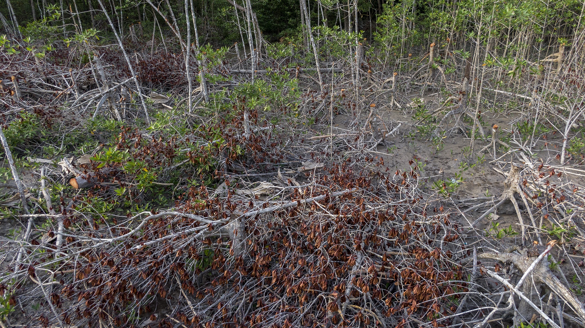 Rừng phòng hộ Cà Mau bị chặt phá ảnh 4 Rung phong ho Ca Mau bi chat pha anh 4