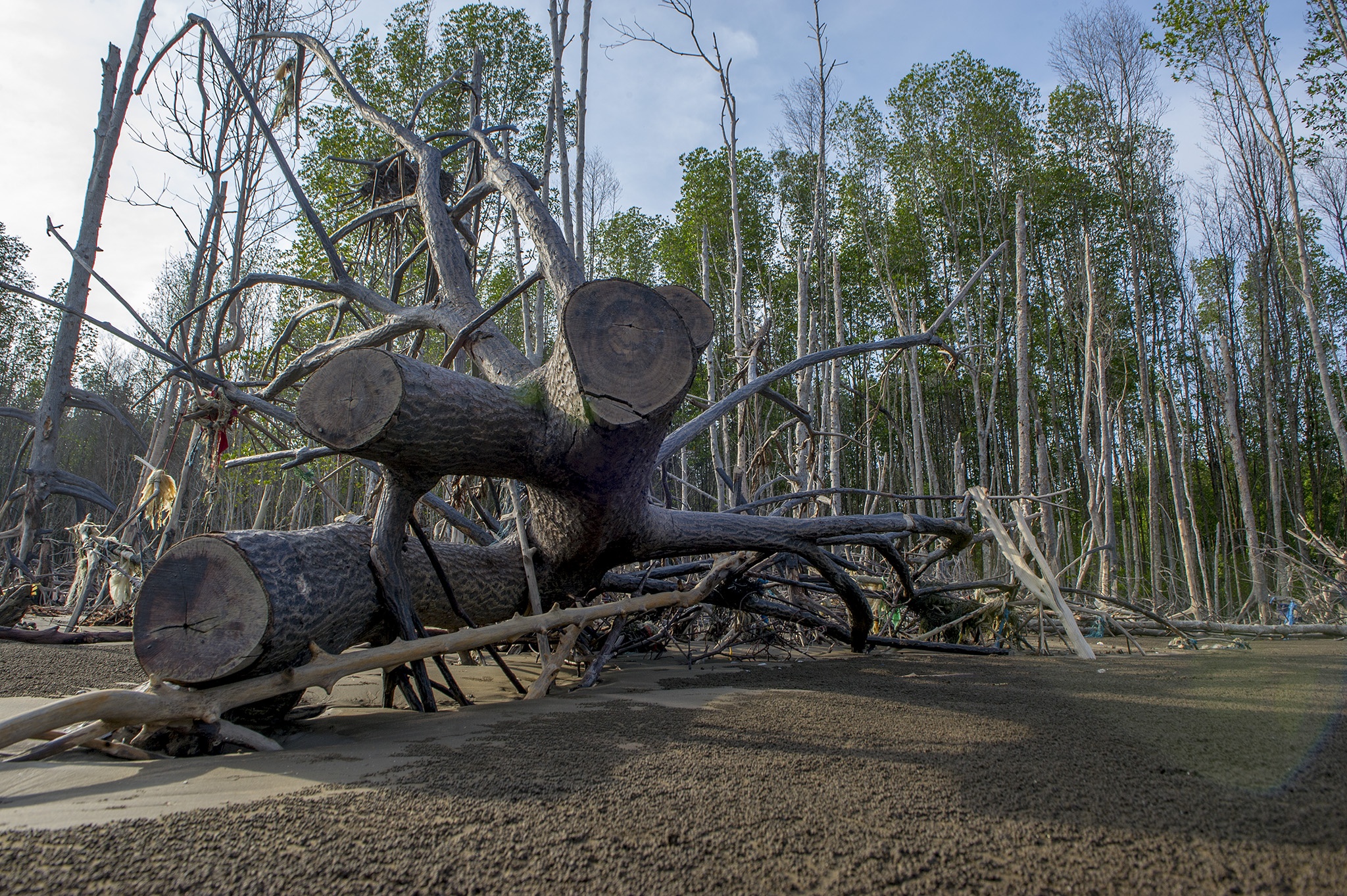 Rừng phòng hộ Cà Mau bị chặt phá ảnh 7 Rung phong ho Ca Mau bi chat pha anh 7