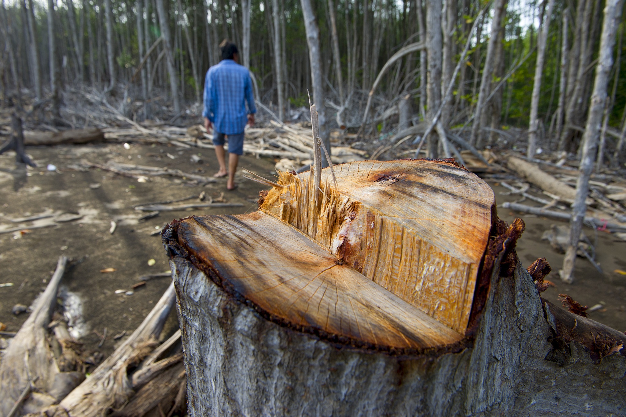 Rừng phòng hộ Cà Mau bị chặt phá ảnh 1 Rung phong ho Ca Mau bi chat pha anh 1