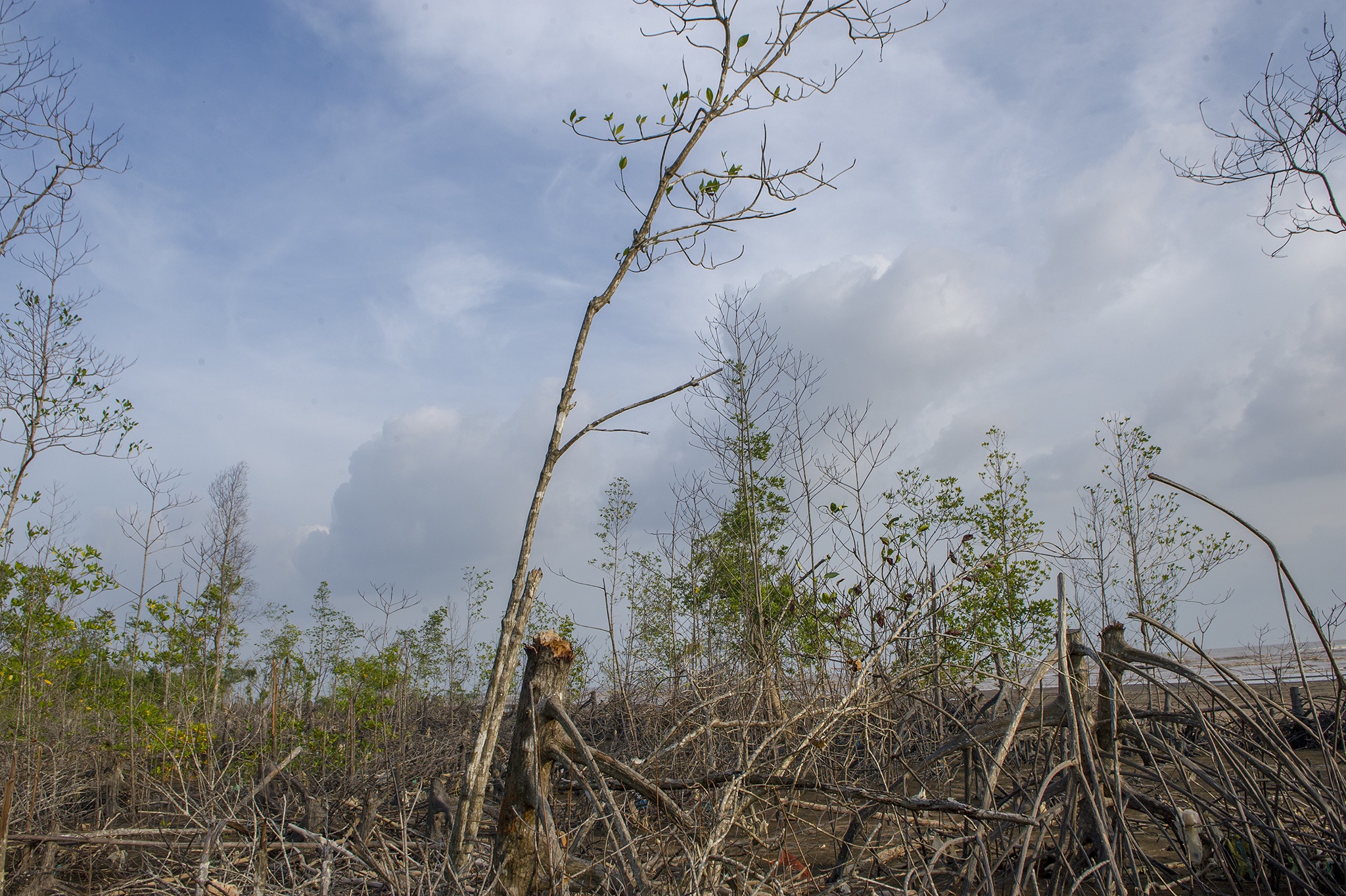 Rừng phòng hộ Cà Mau bị chặt phá ảnh 11 Rung phong ho Ca Mau bi chat pha anh 11