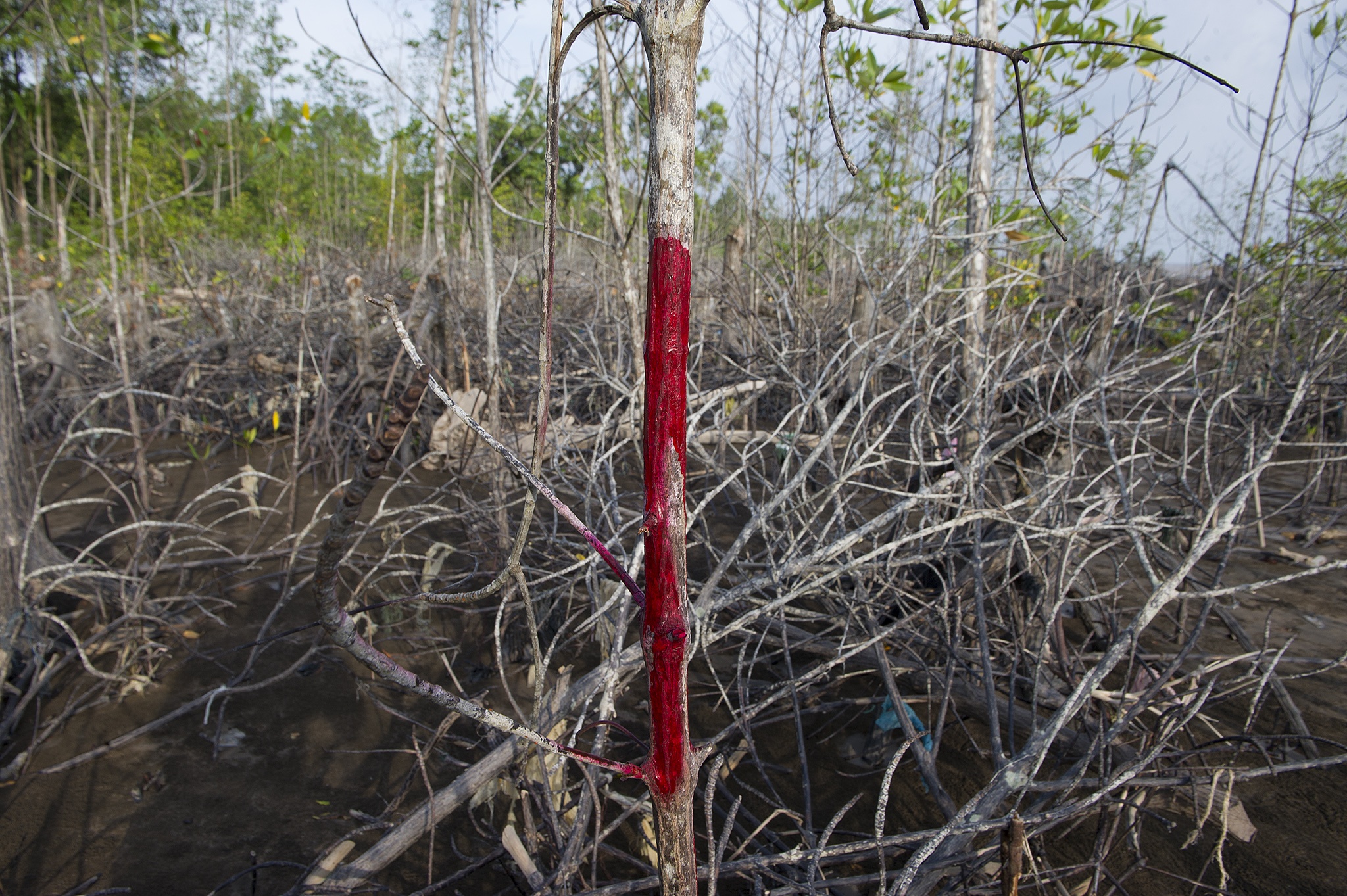 Rừng phòng hộ Cà Mau bị chặt phá ảnh 6 Rung phong ho Ca Mau bi chat pha anh 6