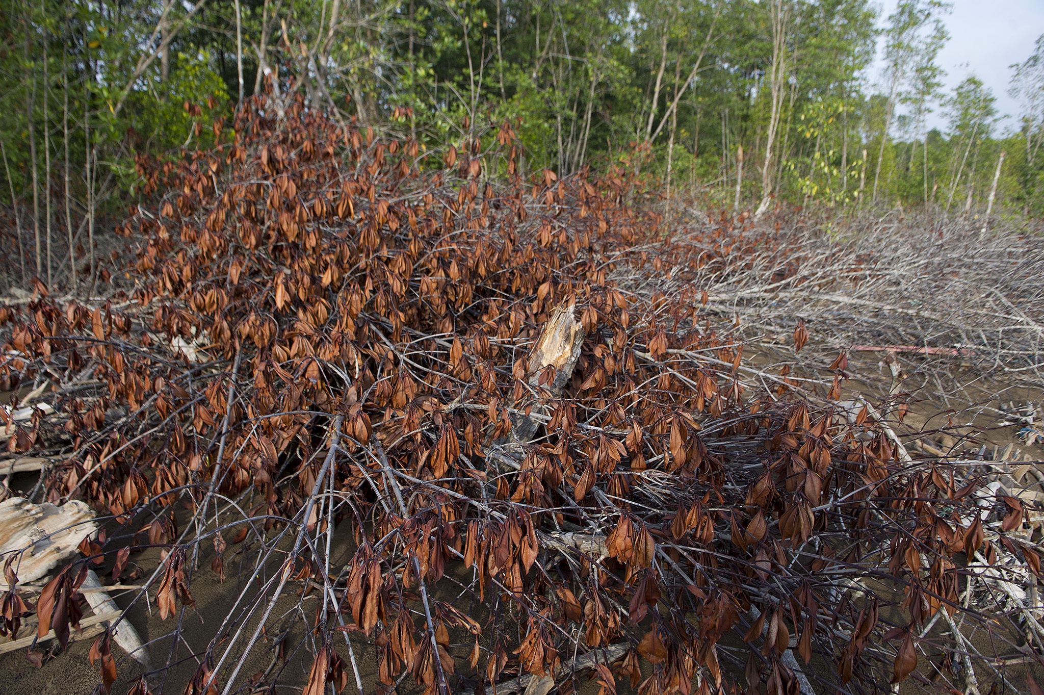 Rừng phòng hộ Cà Mau bị chặt phá ảnh 9 Rung phong ho Ca Mau bi chat pha anh 9