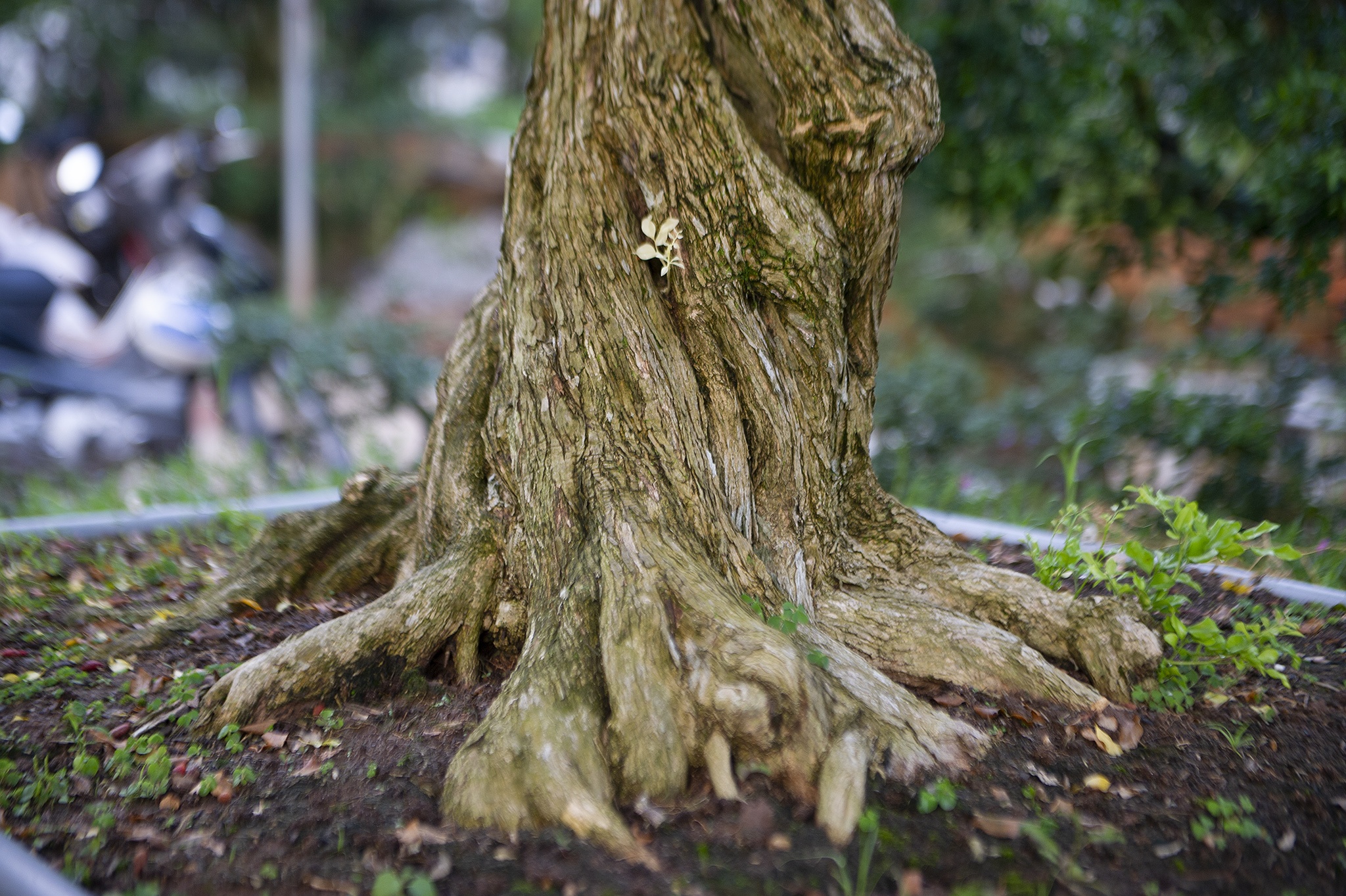 Vuon nguyet que chuc ty o mien Tay anh 3