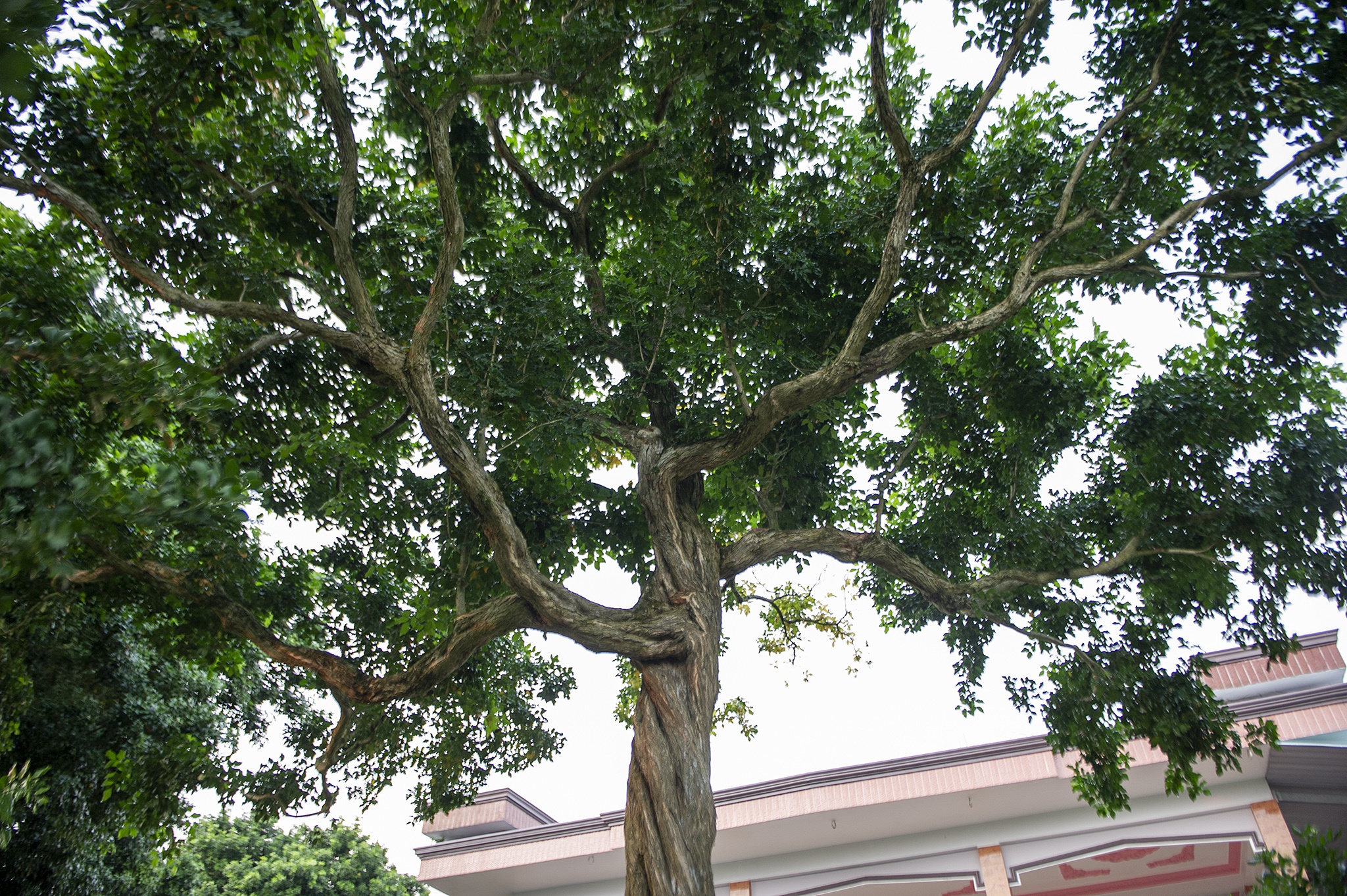 Vuon nguyet que chuc ty o mien Tay anh 10