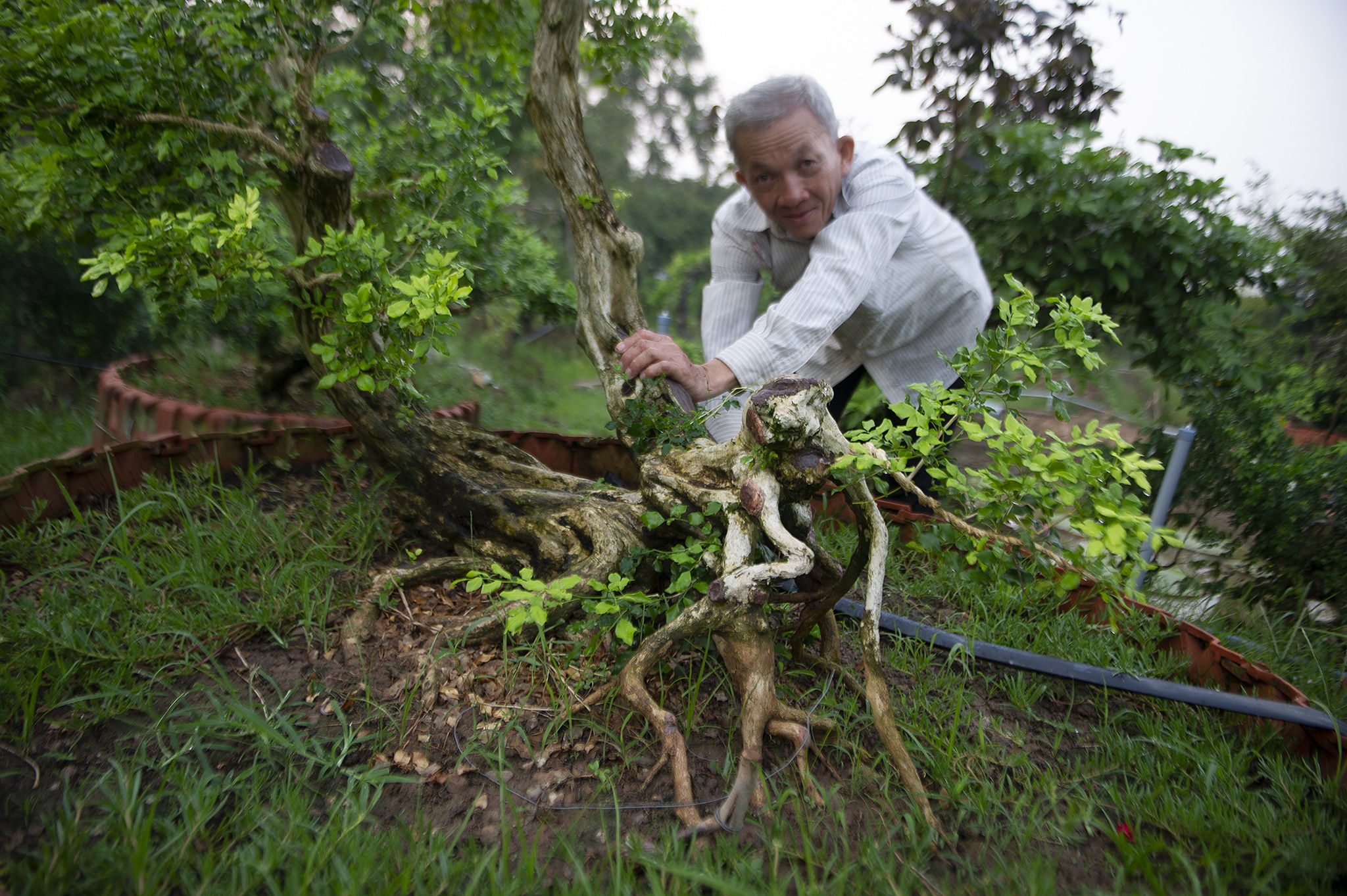 Vuon nguyet que hang chuc ty cua nong dan mien Tay hinh anh