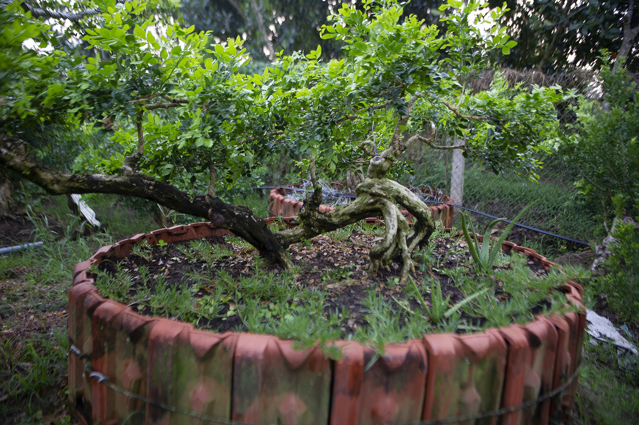 Vuon nguyet que chuc ty o mien Tay anh 8