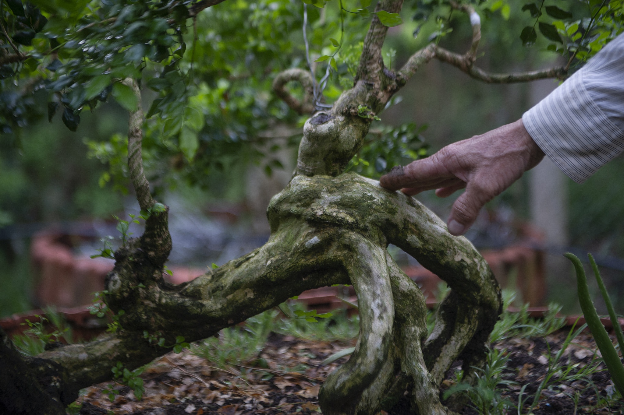 Vuon nguyet que chuc ty o mien Tay anh 9