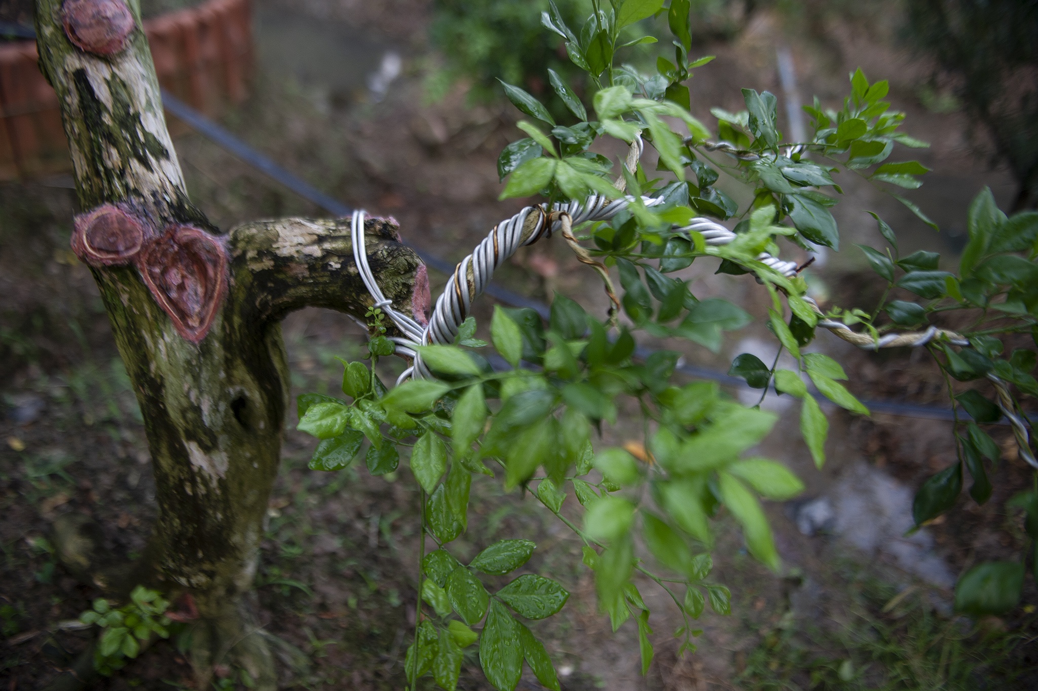 Vuon nguyet que chuc ty o mien Tay anh 7