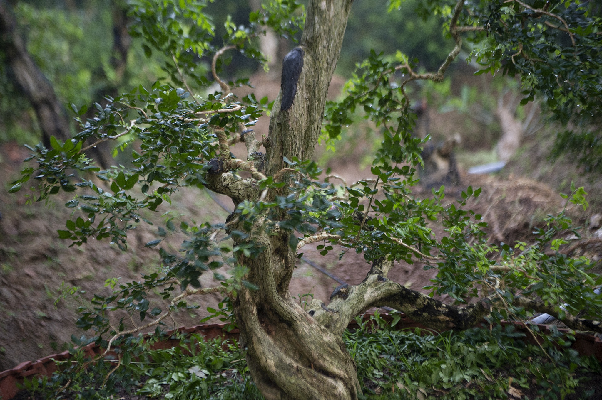 Vuon nguyet que chuc ty o mien Tay anh 6