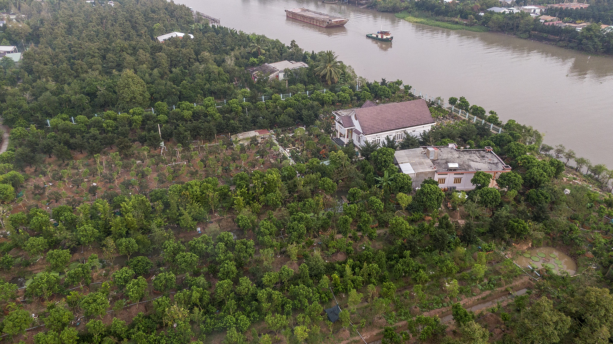 Vuon nguyet que chuc ty o mien Tay anh 12