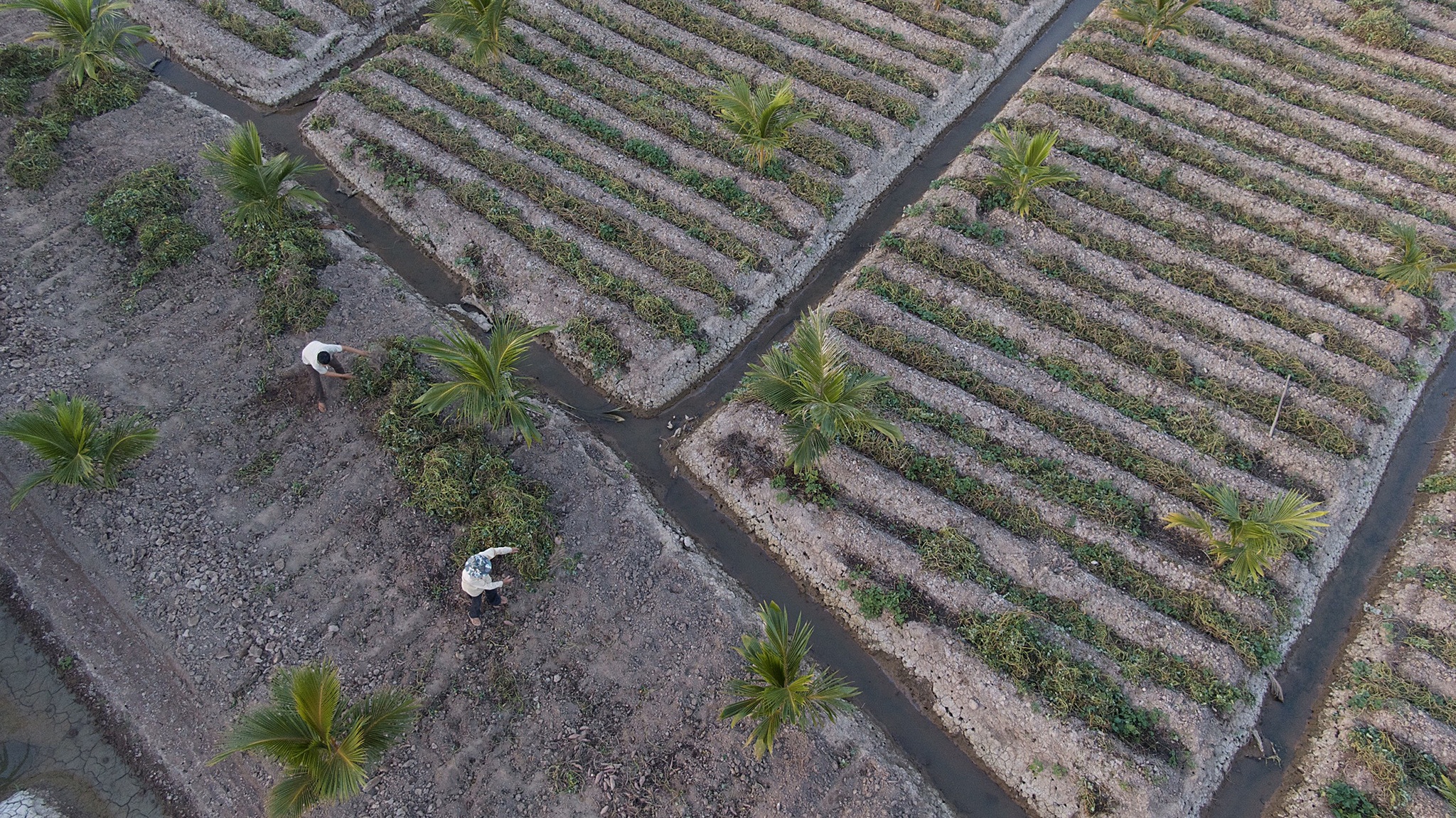 Nong dan Cu Lao Dung that trang vu khoai tet vi tuoi nuoc nhiem man anh 10