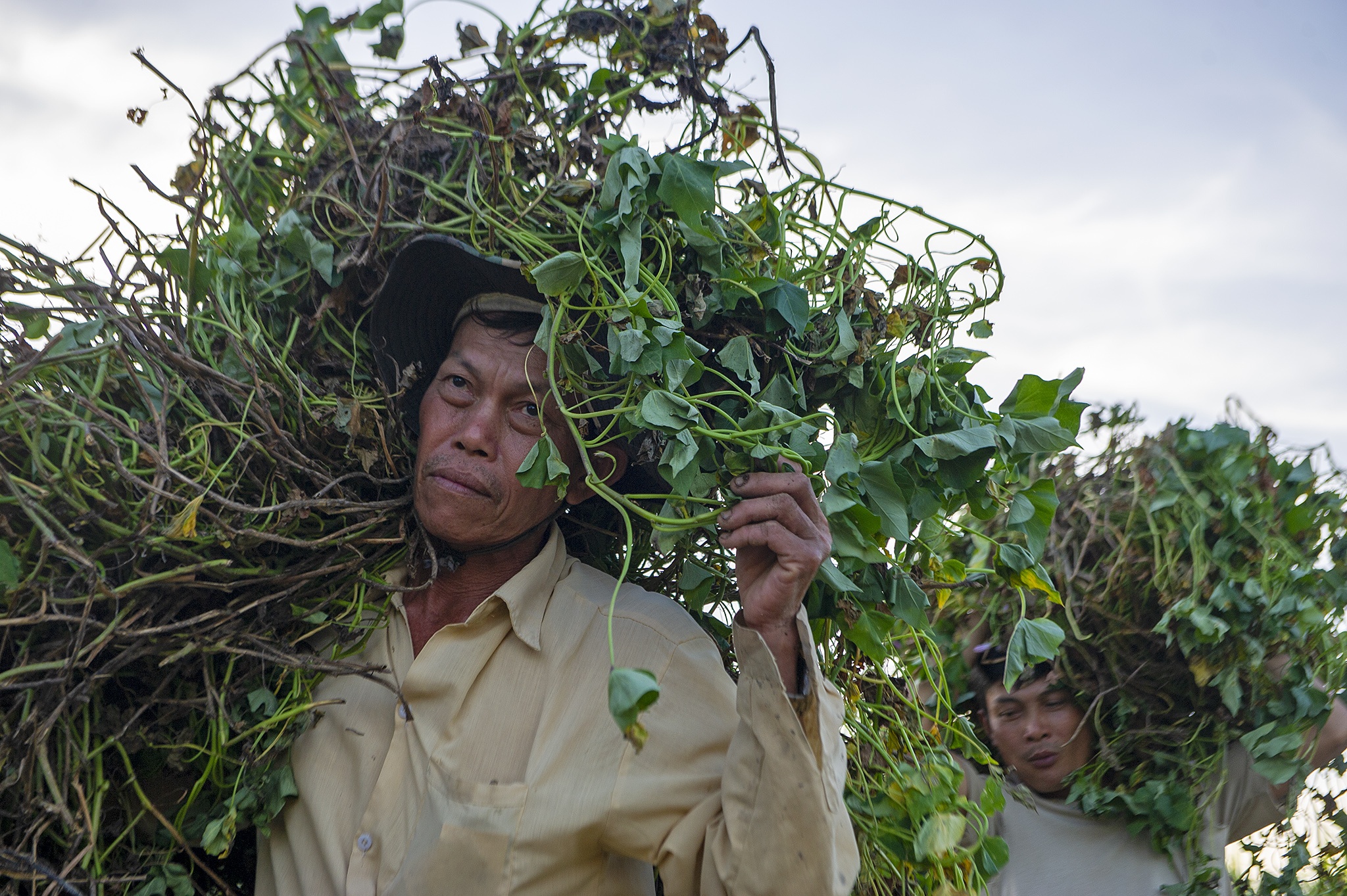 Nong dan Cu Lao Dung that trang vu khoai tet vi tuoi nuoc nhiem man anh 6