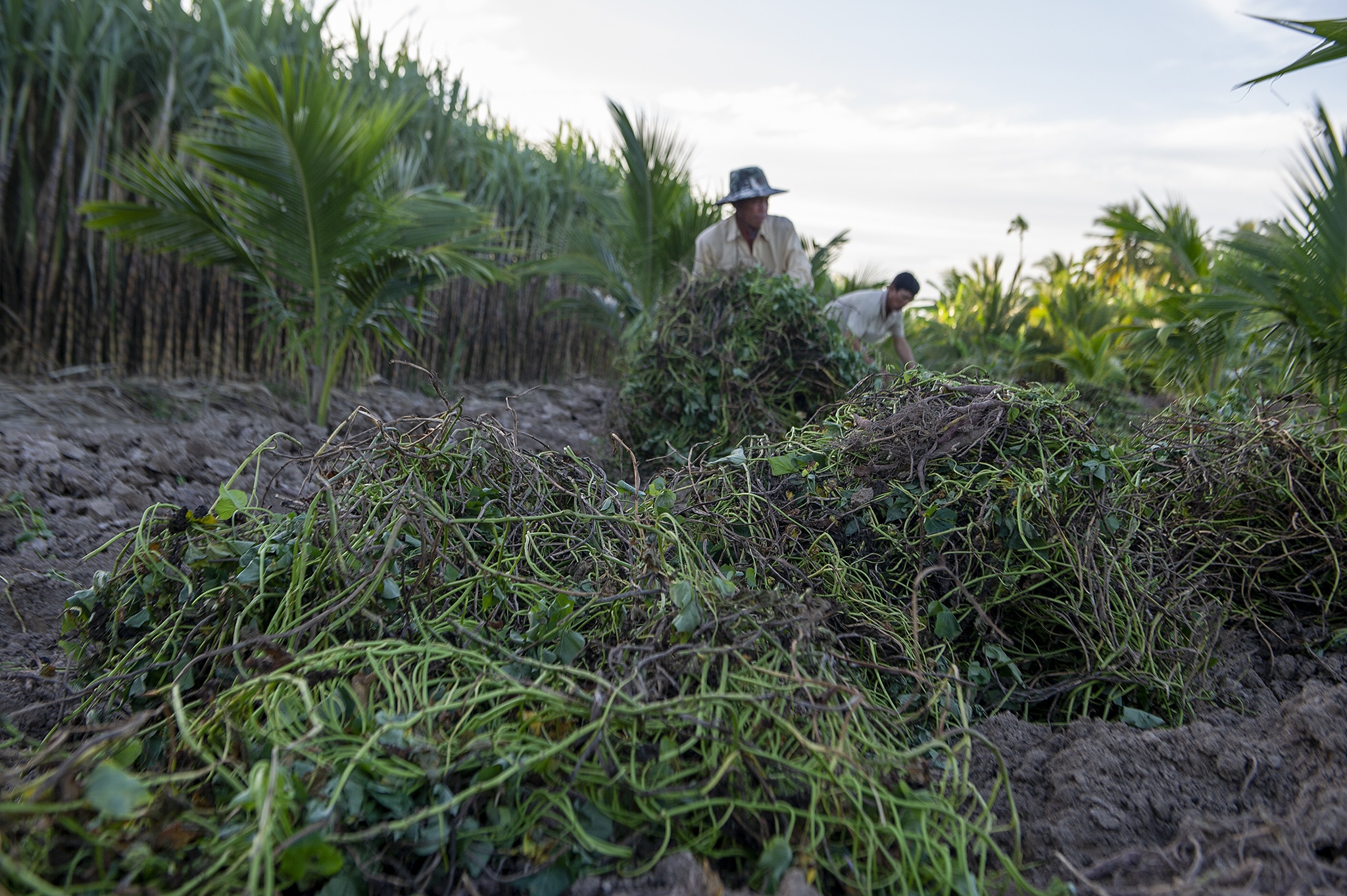 Nong dan Cu Lao Dung that trang vu khoai tet vi tuoi nuoc nhiem man anh 3