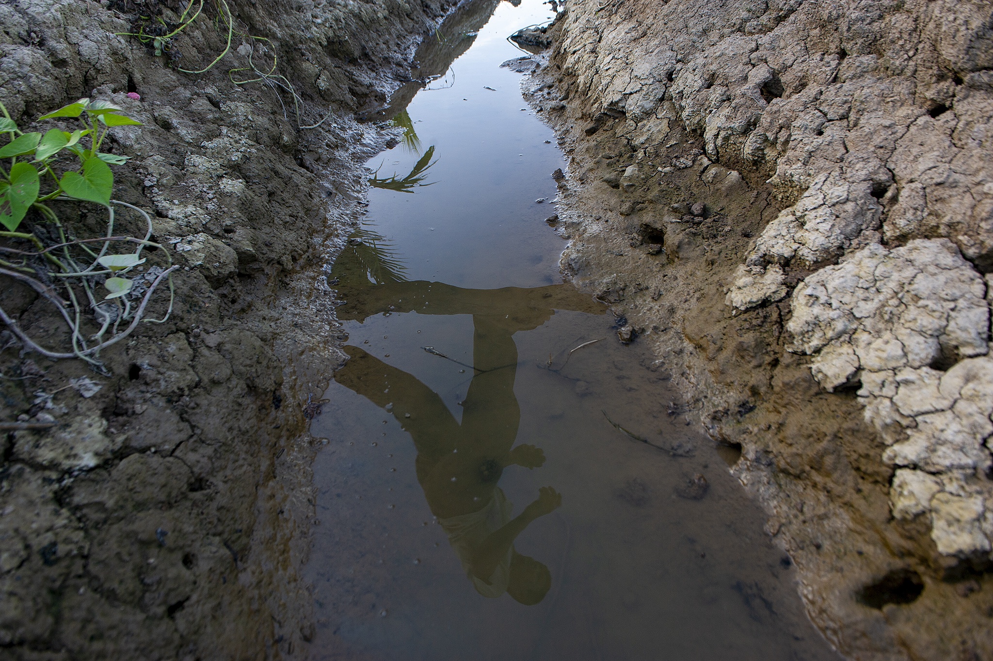 Nong dan Cu Lao Dung that trang vu khoai tet vi tuoi nuoc nhiem man anh 5