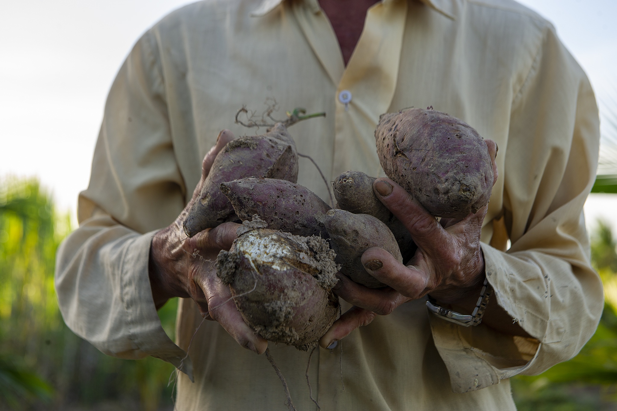 Nong dan Cu Lao Dung that trang vu khoai tet vi tuoi nuoc nhiem man anh 8