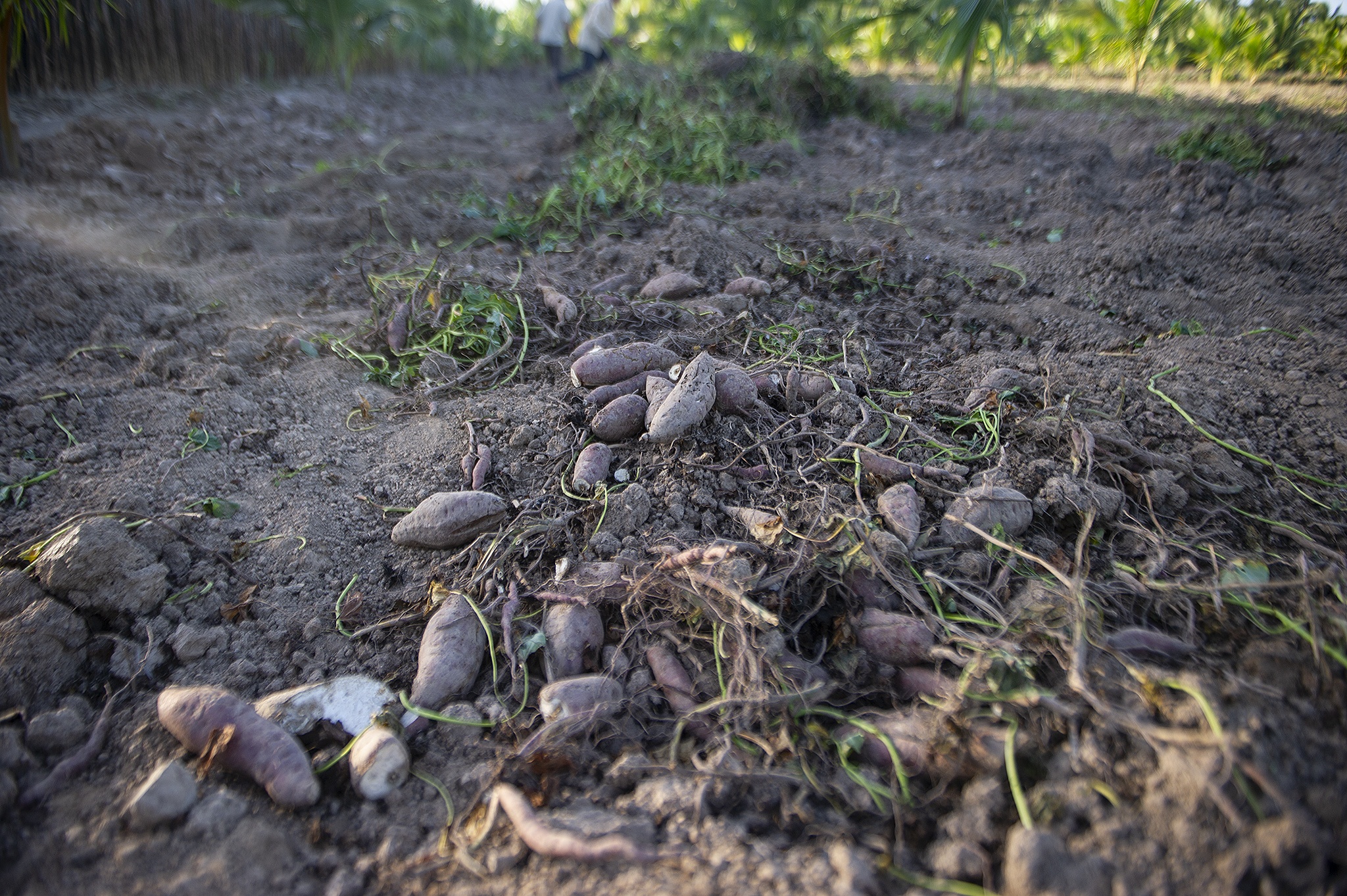 Nong dan Cu Lao Dung that trang vu khoai tet vi tuoi nuoc nhiem man anh 2