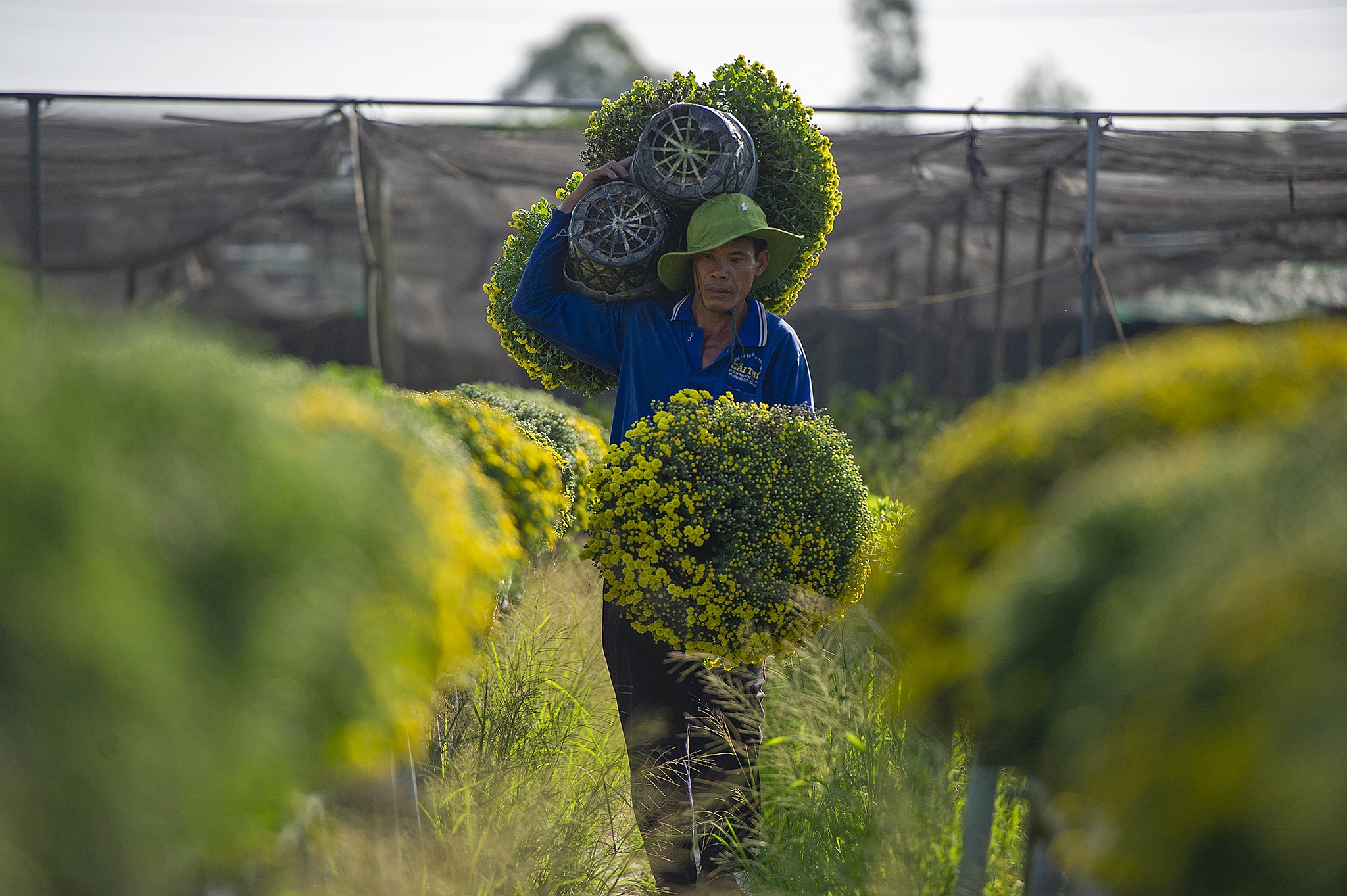Cuc mam xoi chay hang, gia cao ky luc tai lang hoa lon nhat mien Tay hinh anh