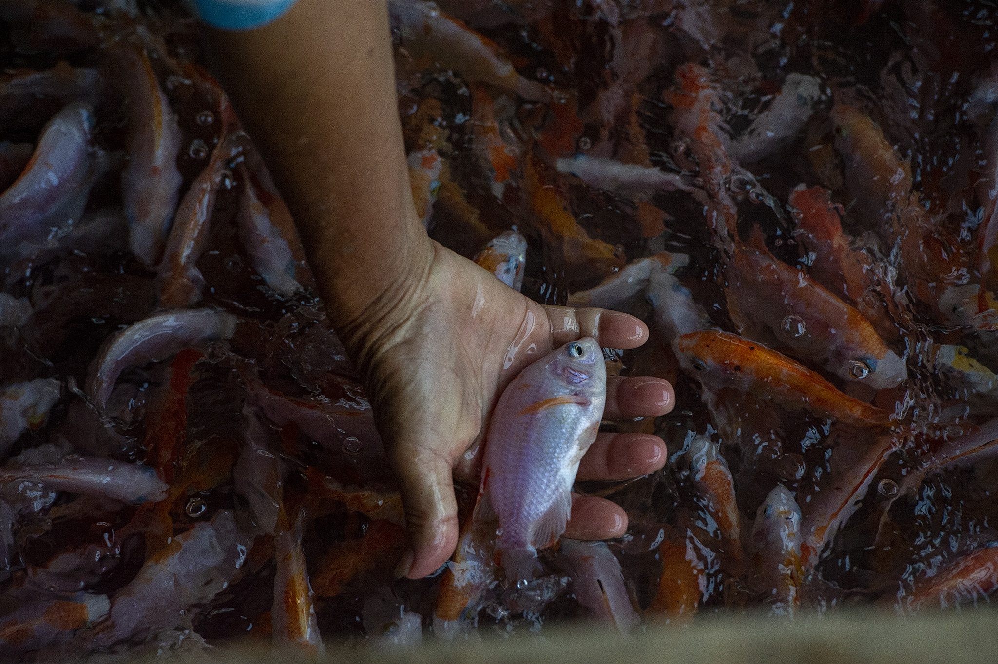 Nguoi mien Tay lo ca chua kip lon da chet vi man den som hinh anh