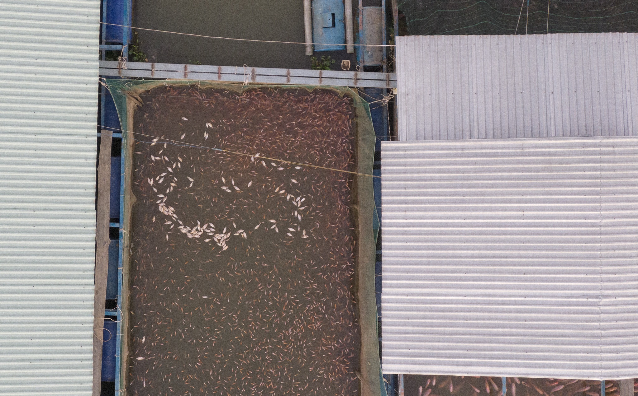 Nguoi nuoi ca long be con Thoi Son lo lang vi man xam nhap anh 3