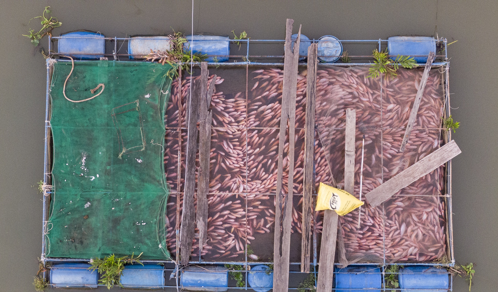 Nguoi nuoi ca long be con Thoi Son lo lang vi man xam nhap anh 2