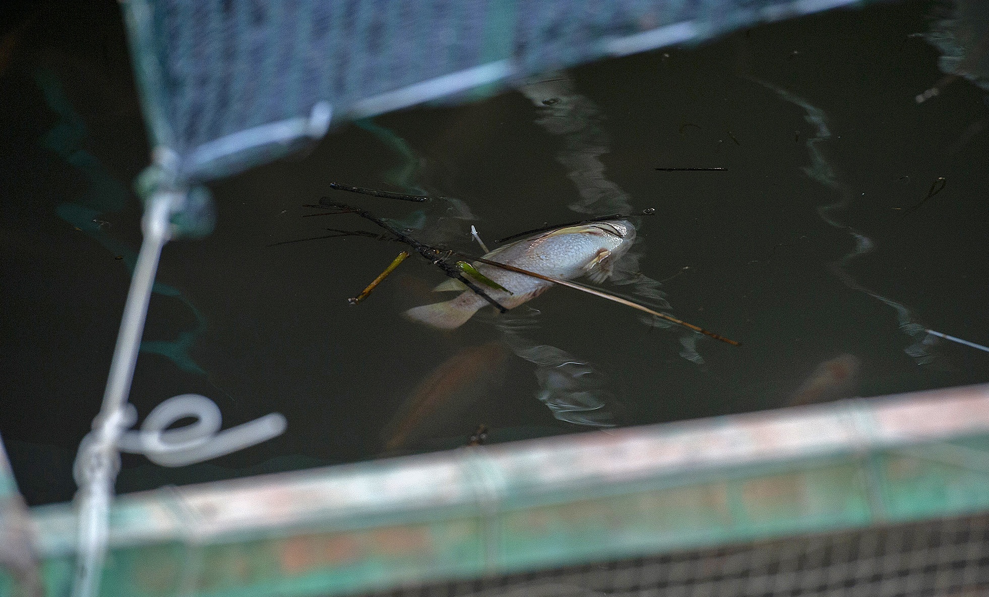 Nguoi nuoi ca long be con Thoi Son lo lang vi man xam nhap anh 8