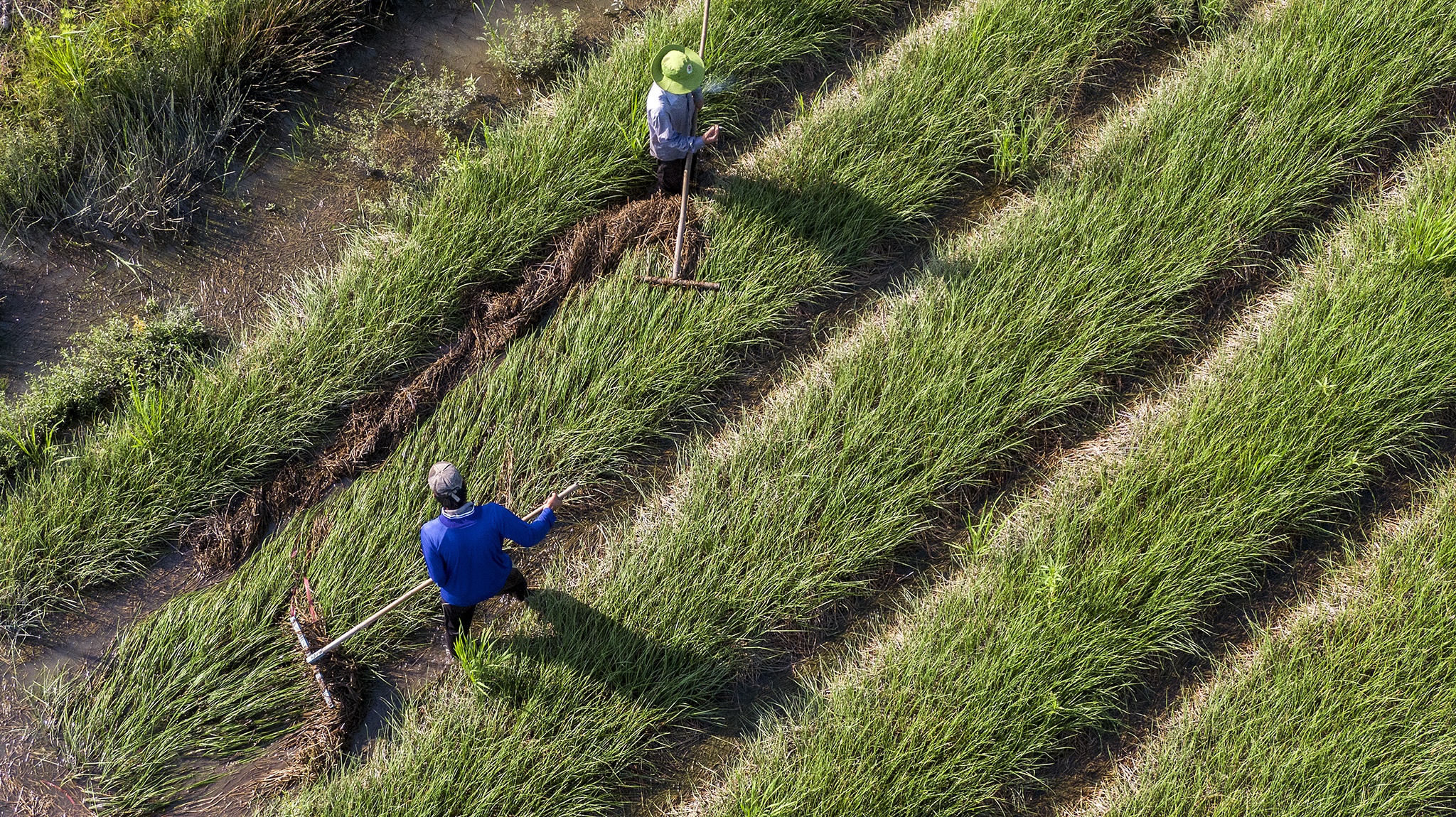 Kieu rot gia,  nong dan mien Tay nong long thu hoach ban thao anh 5