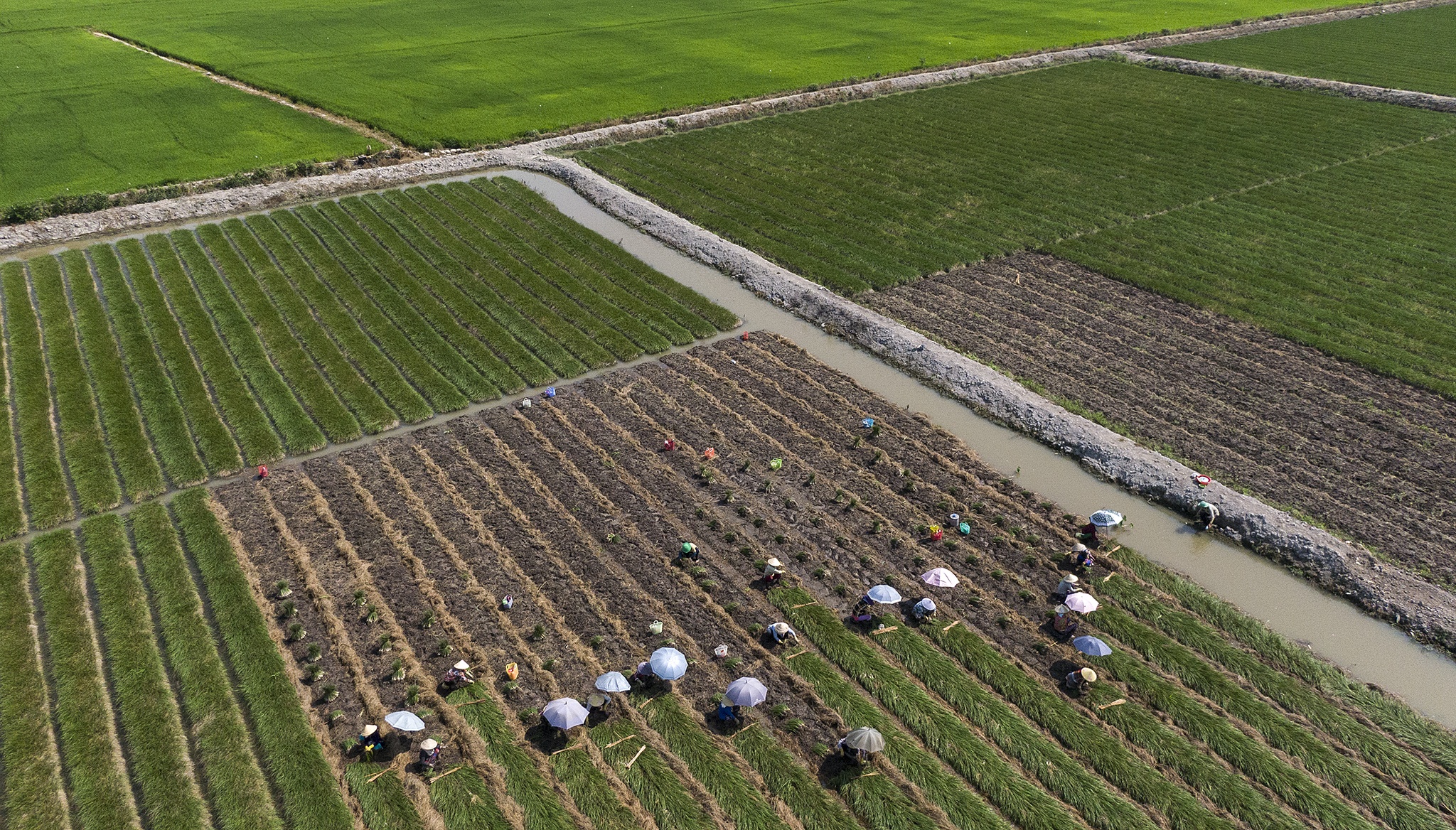 Kieu rot gia,  nong dan mien Tay nong long thu hoach ban thao anh 14